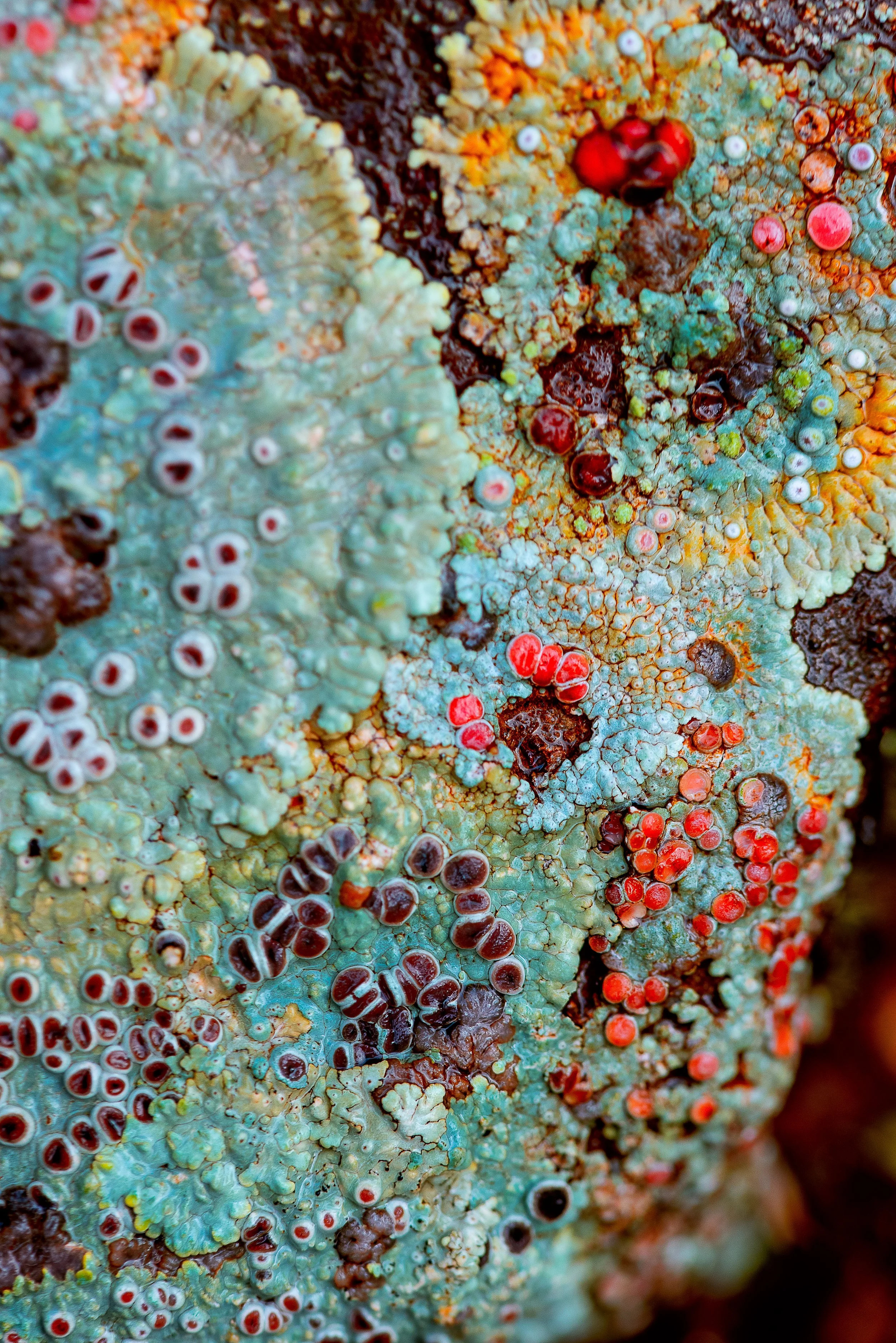 DSC_4695-Edit_WEB.jpg