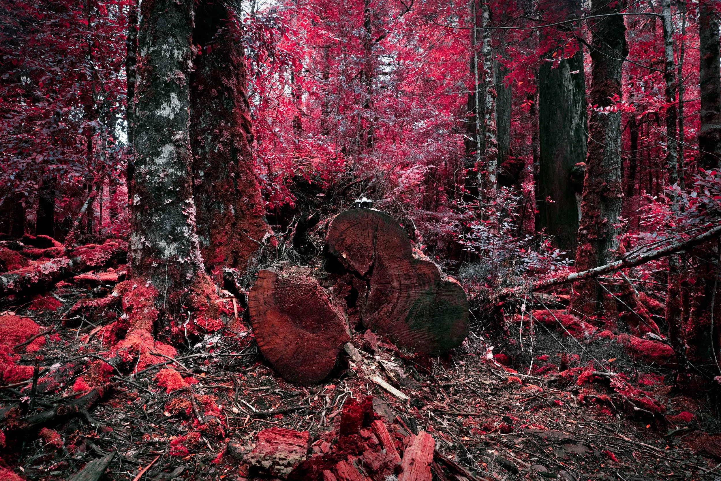 DSC_5212-Edit_WEB.jpg