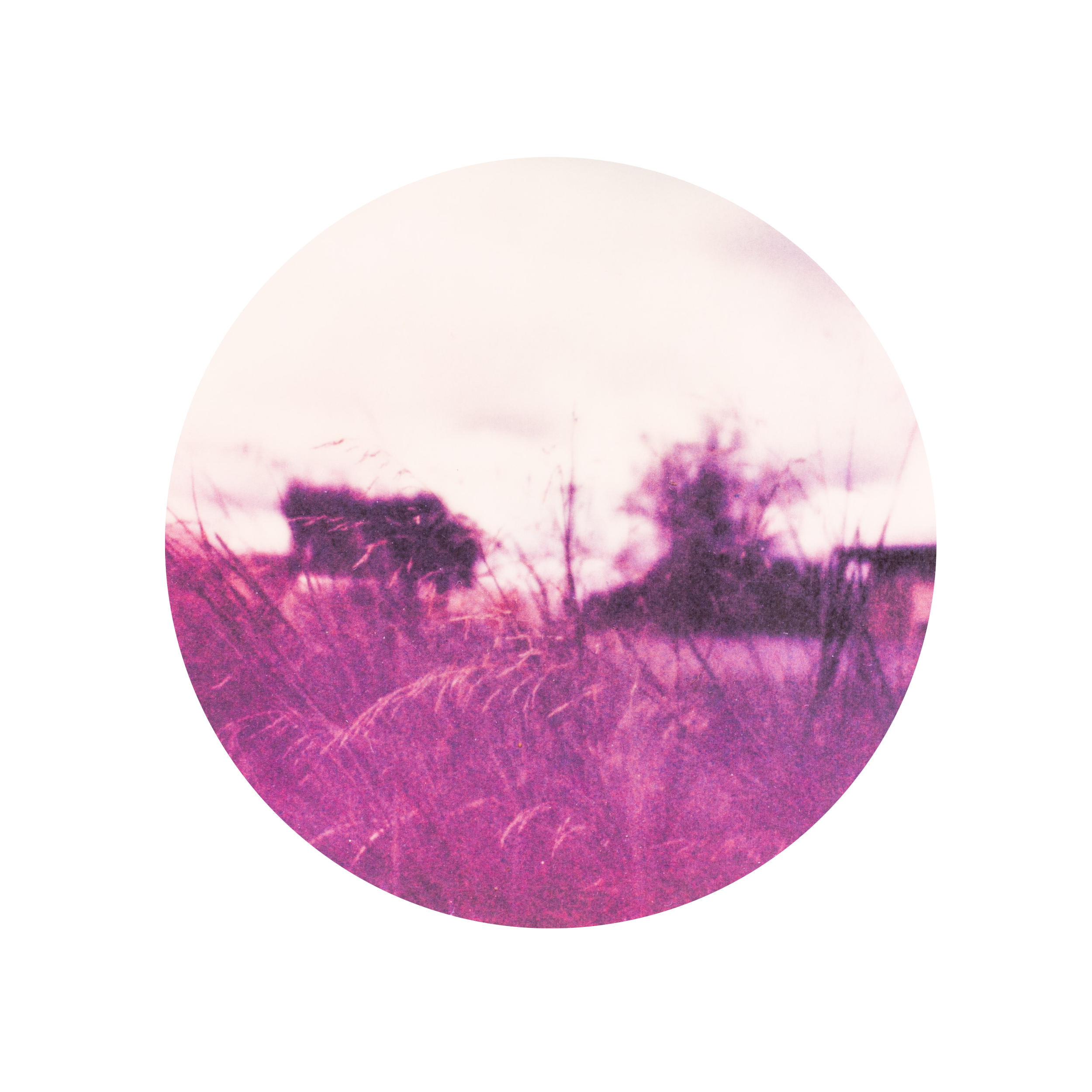 "medwe (Middle English - meadow)"