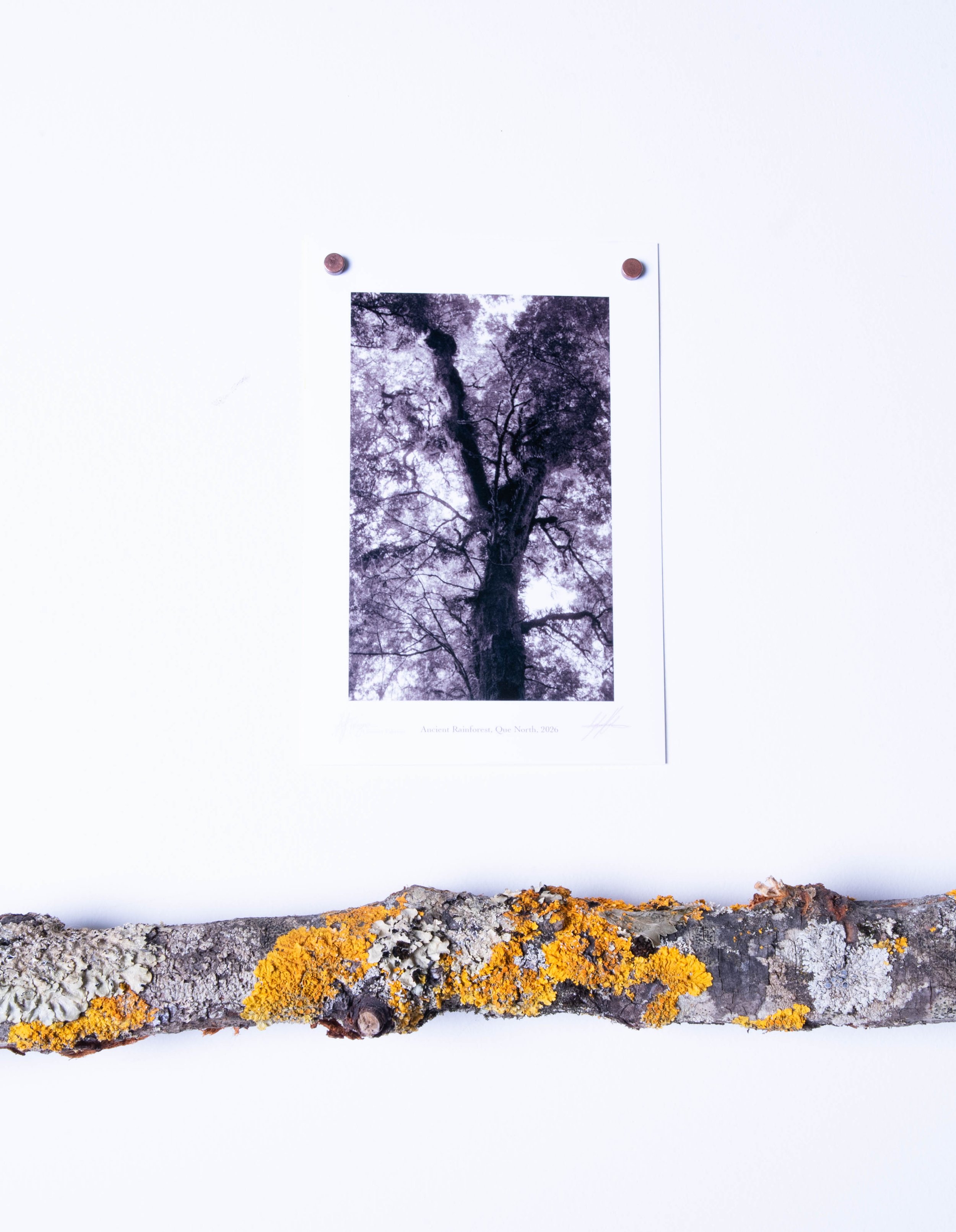"extinctionem" series of Limited Edition 35 mm film prints