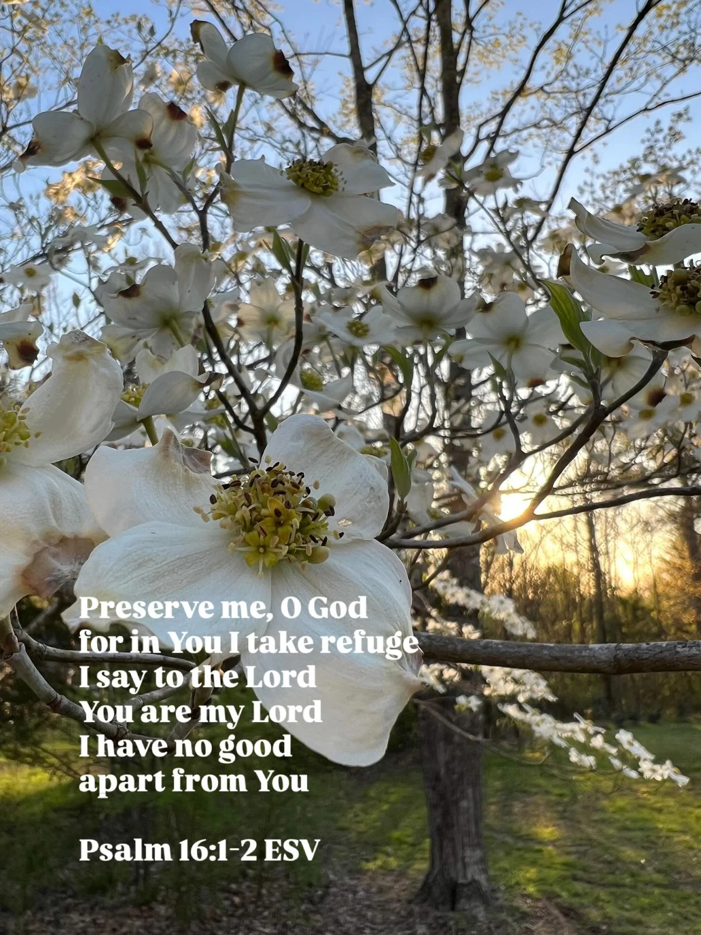 Preserve me, O God
for in you I take refuge
I say to the Lord
You are my Lord
I have no good
apart from you
Psalm 16:1-2 ESV