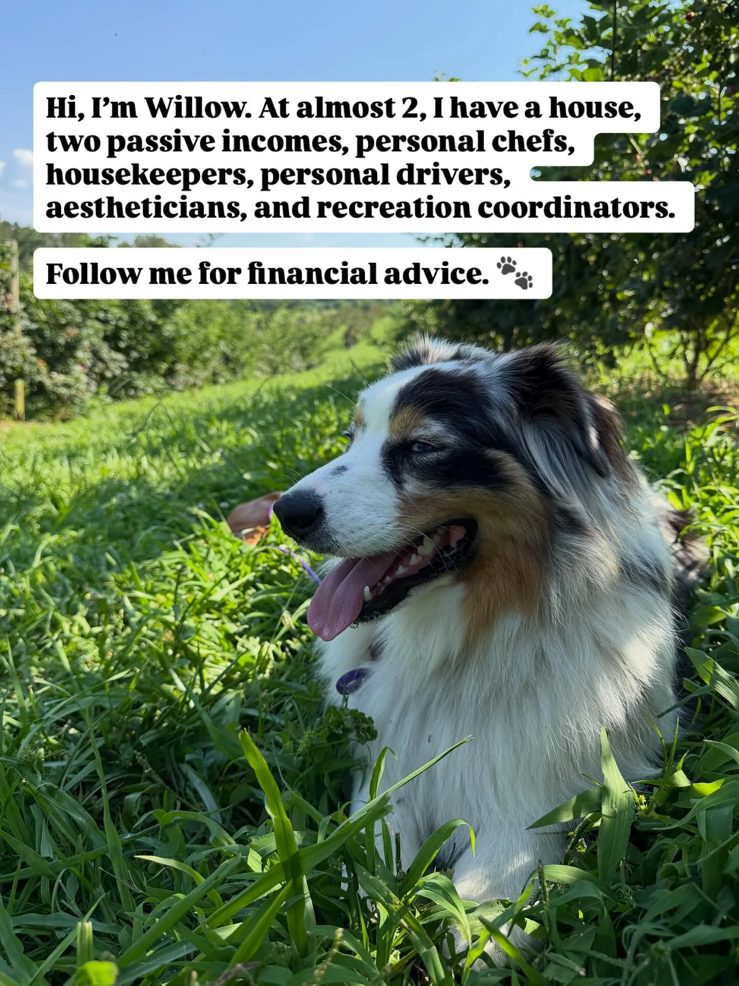 Willowwwww 🙄😏😂 Maybe adulting is overrated, I think I want to dog. 

This #fridayfunny has been brought to you by Willow 🐾