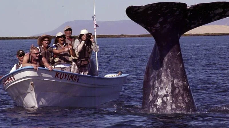 Boatful-of-people-and-Gray-Whale-C.jpg