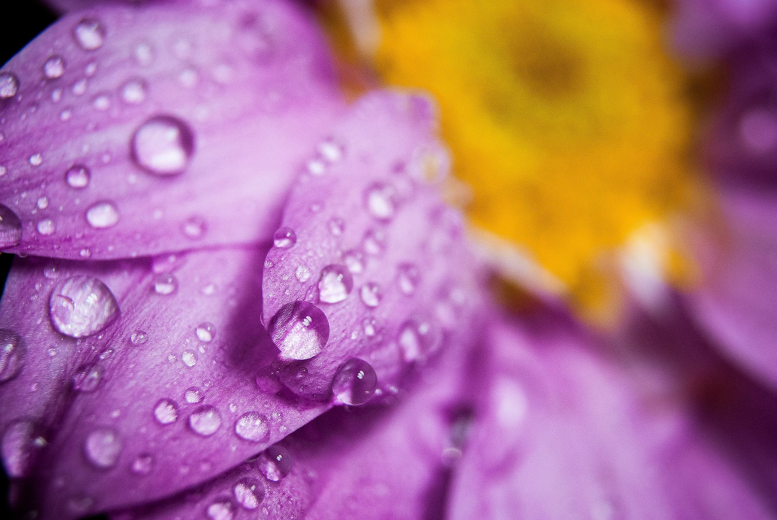 JamesDespain-FlowerLotsOfDrops BOOK.jpg
