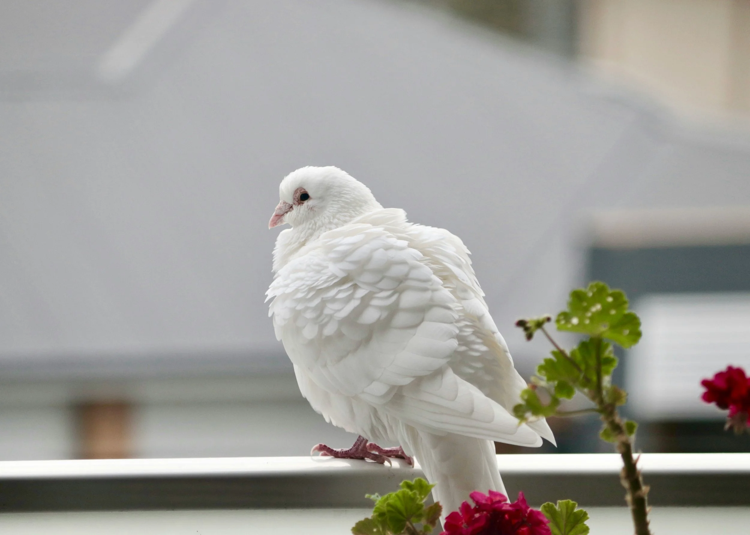 Dove release: do they come back?
