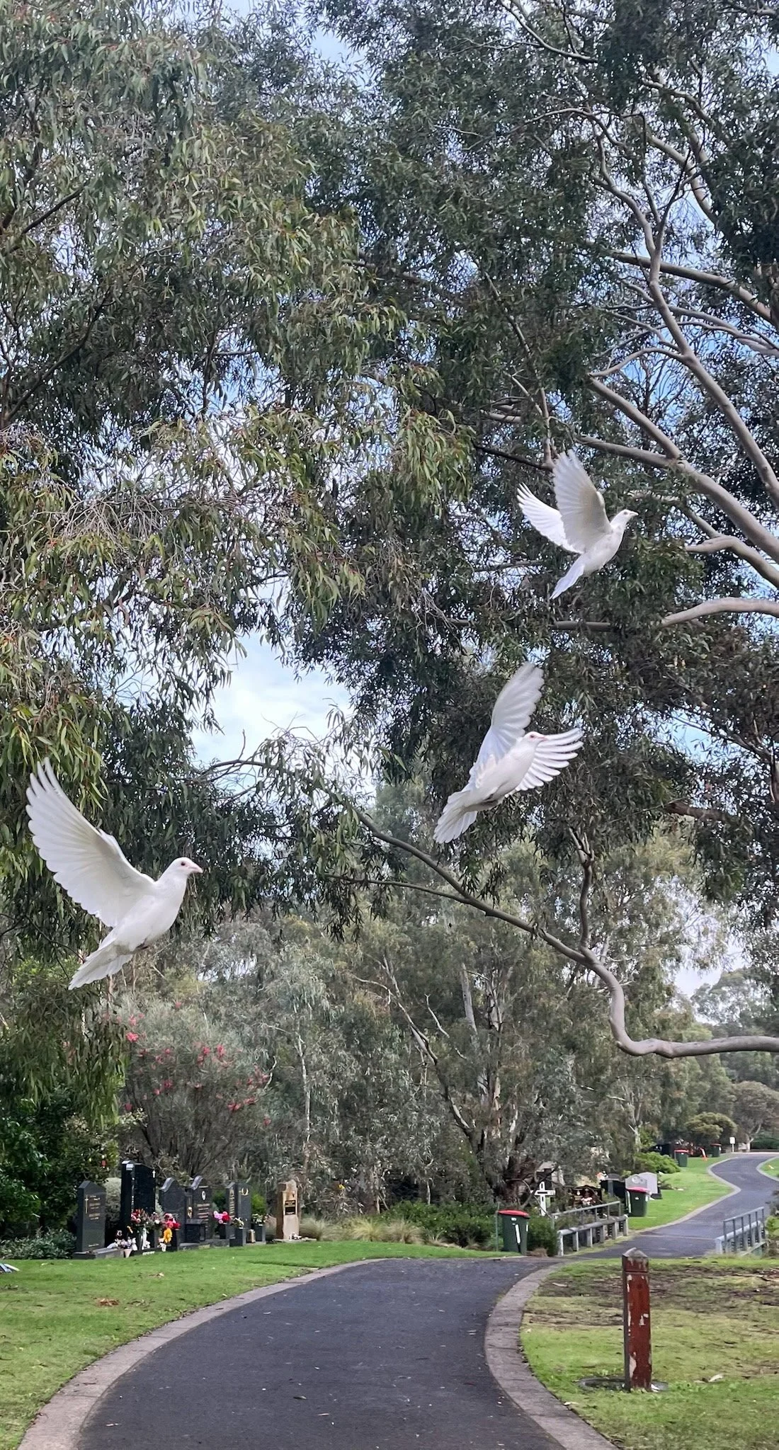 Are dove releases cruel to the animals?