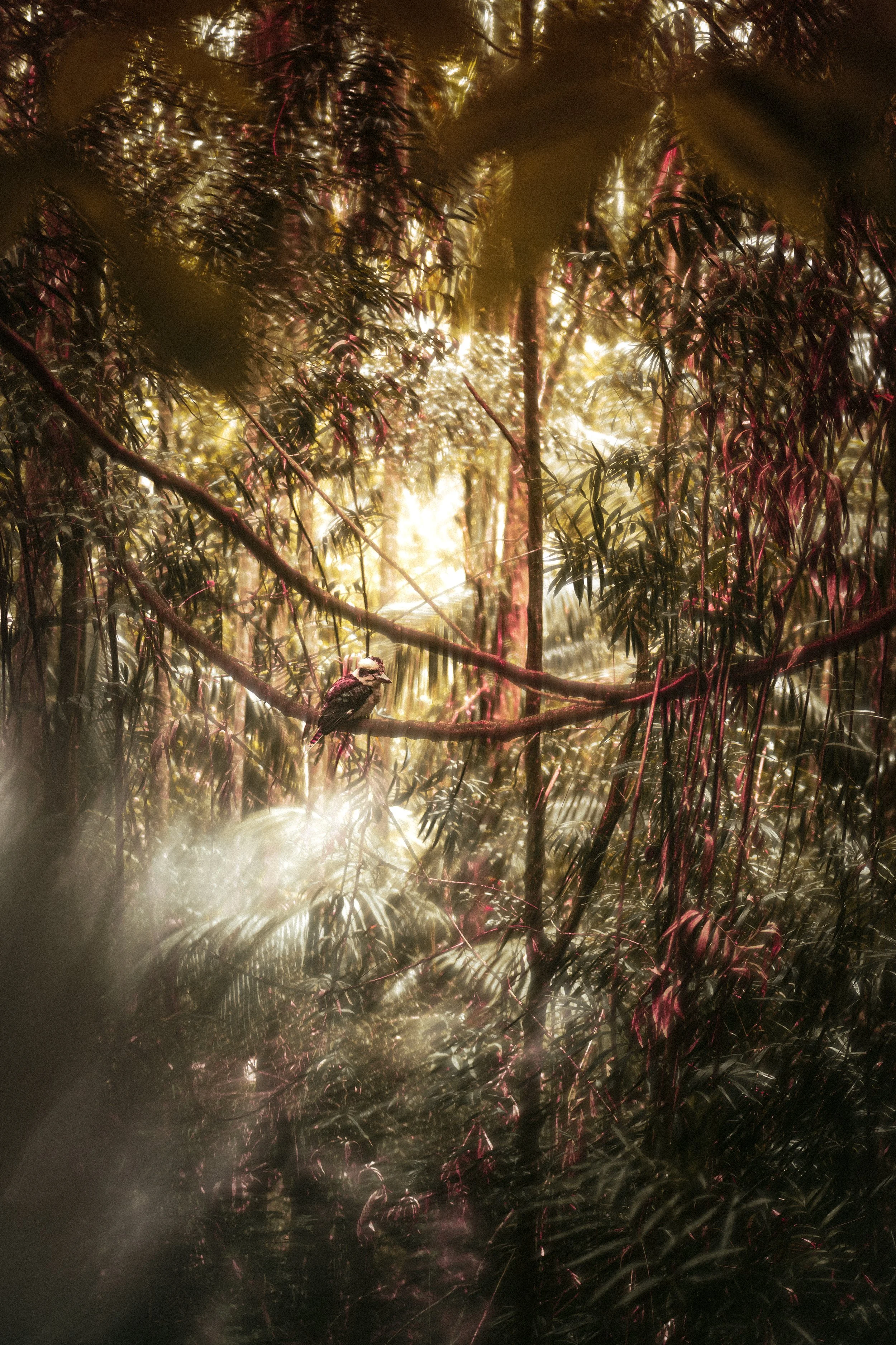 Queensland Nature Collection: Capturing Australia’s Untouched Beauty!