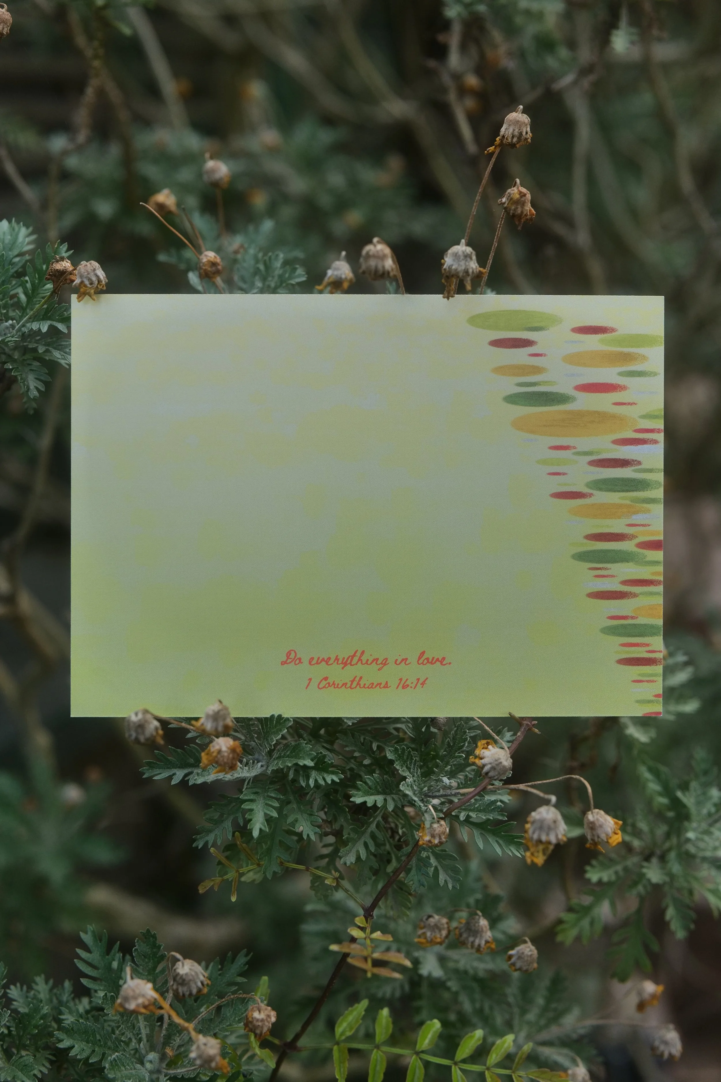 Note Cards, Tulip Photos, Tesselaar Tulip Festival Photography, Design Cards