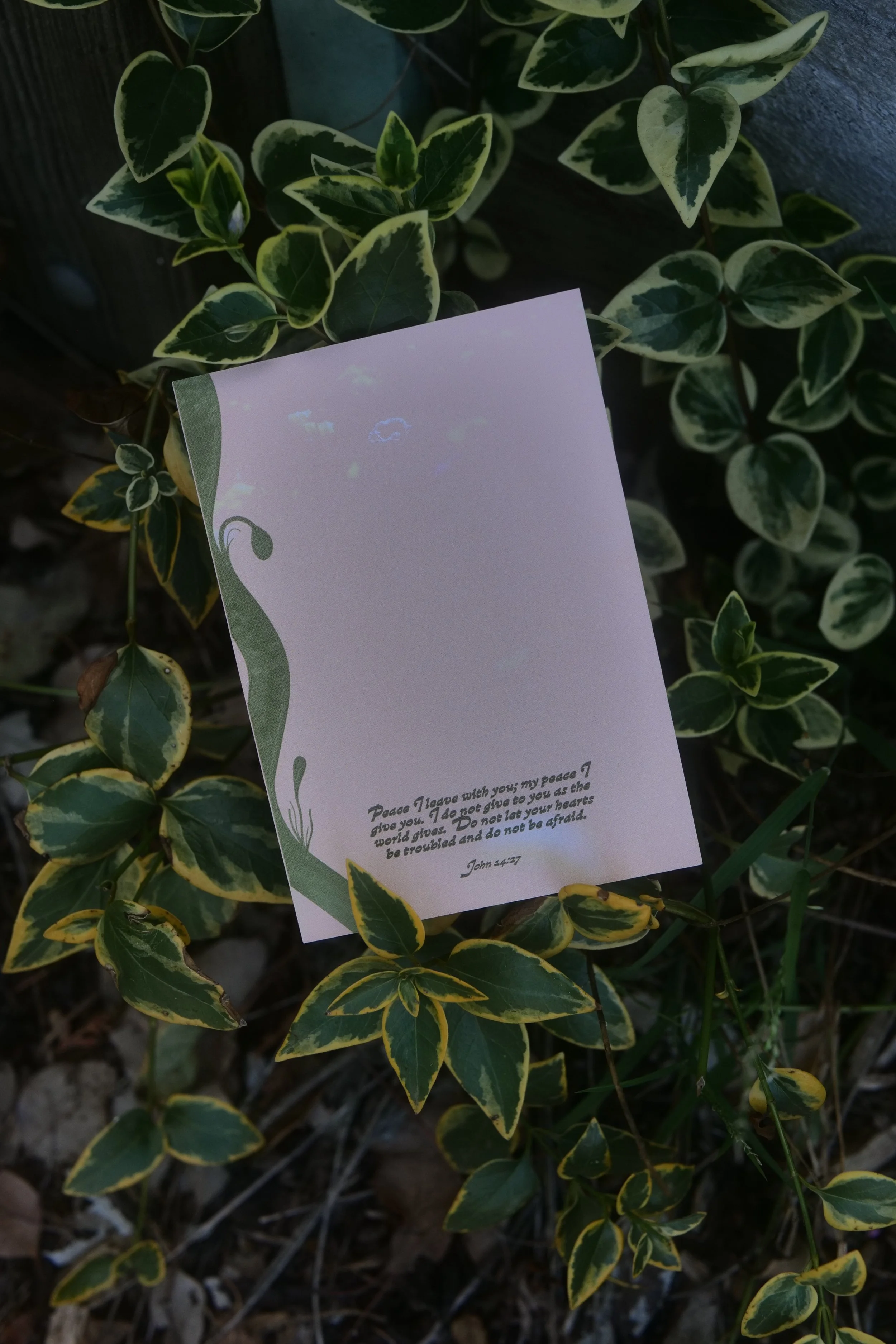 Note Cards, Tulip Photos, Tesselaar Tulip Festival Photography, Design Cards