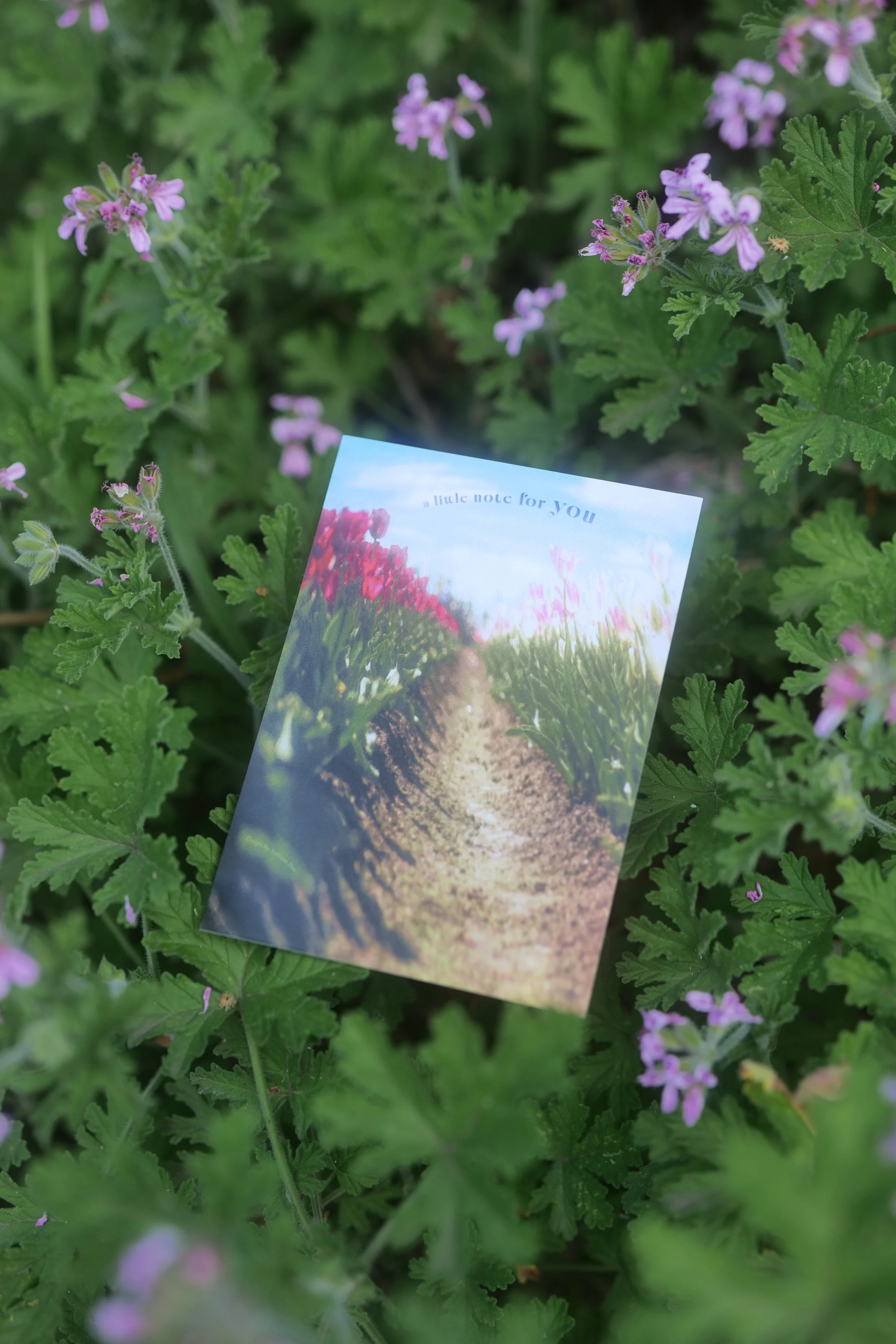 Note Cards, Tulip Photos, Tesselaar Tulip Festival Photography, Design Cards