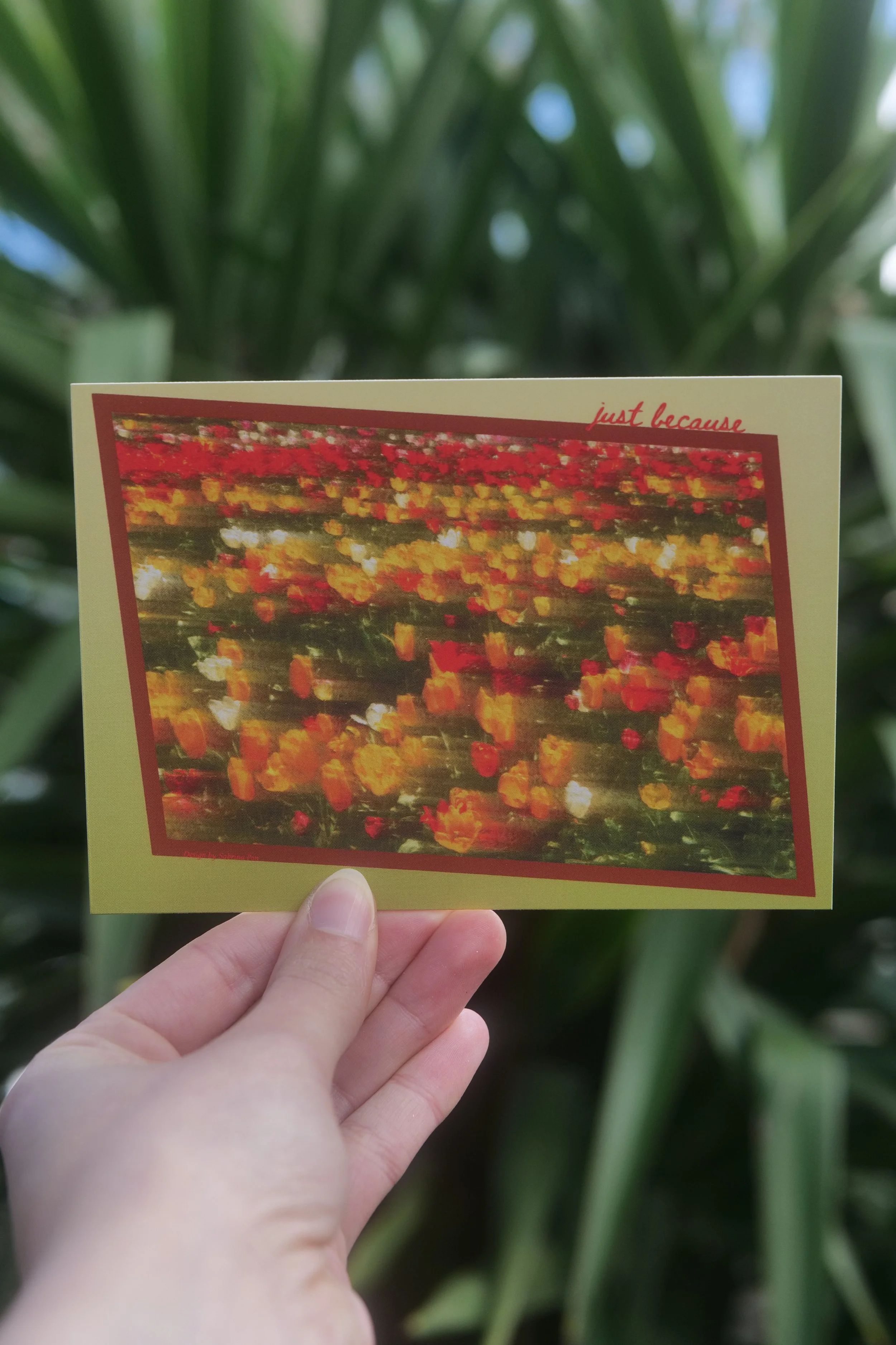 Note Cards, Tulip Photos, Tesselaar Tulip Festival Photography, Design Cards