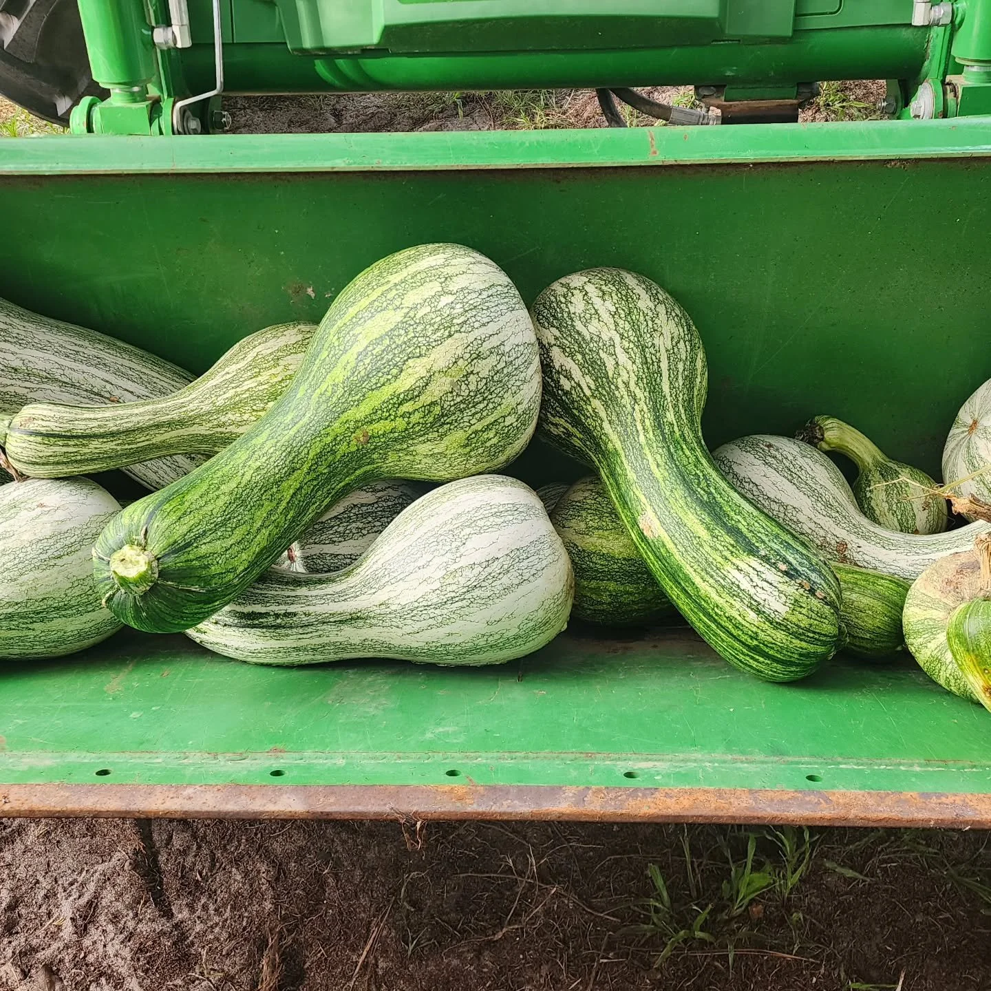 THE FARM LIFE: Wishing you a pleasant summer, we made an effort to grow an heirloom that has been absent from our crops for years. Is anyone able to identify this vegetable? Your input is valued if you can provide an answer.