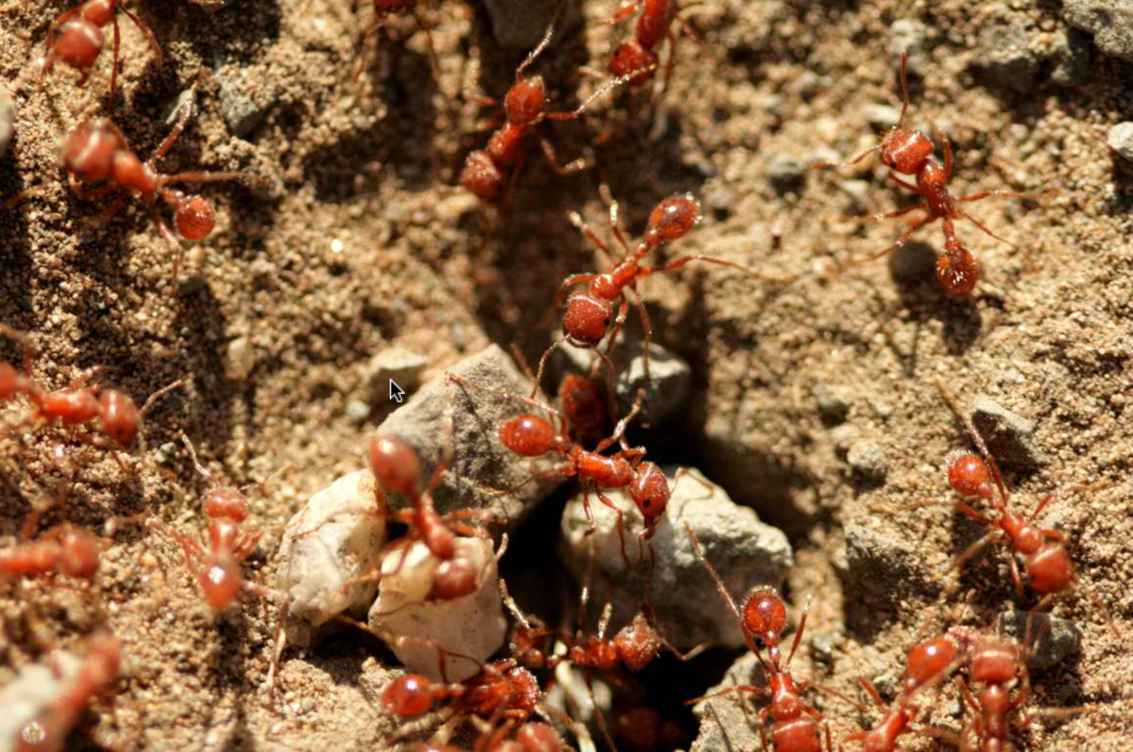 Copywriting Indy Jessica Cutter