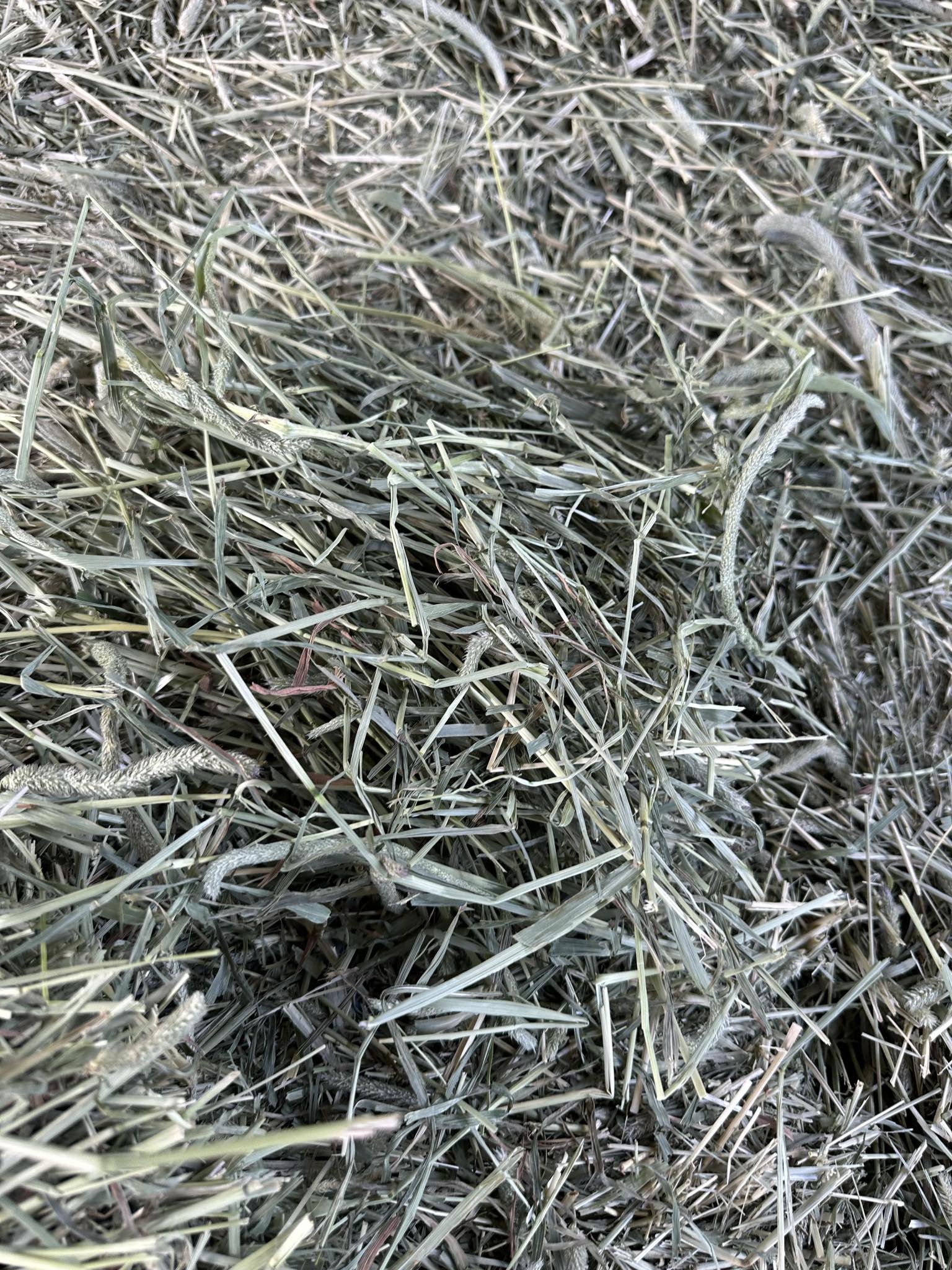 1st Cut Timothy Hay