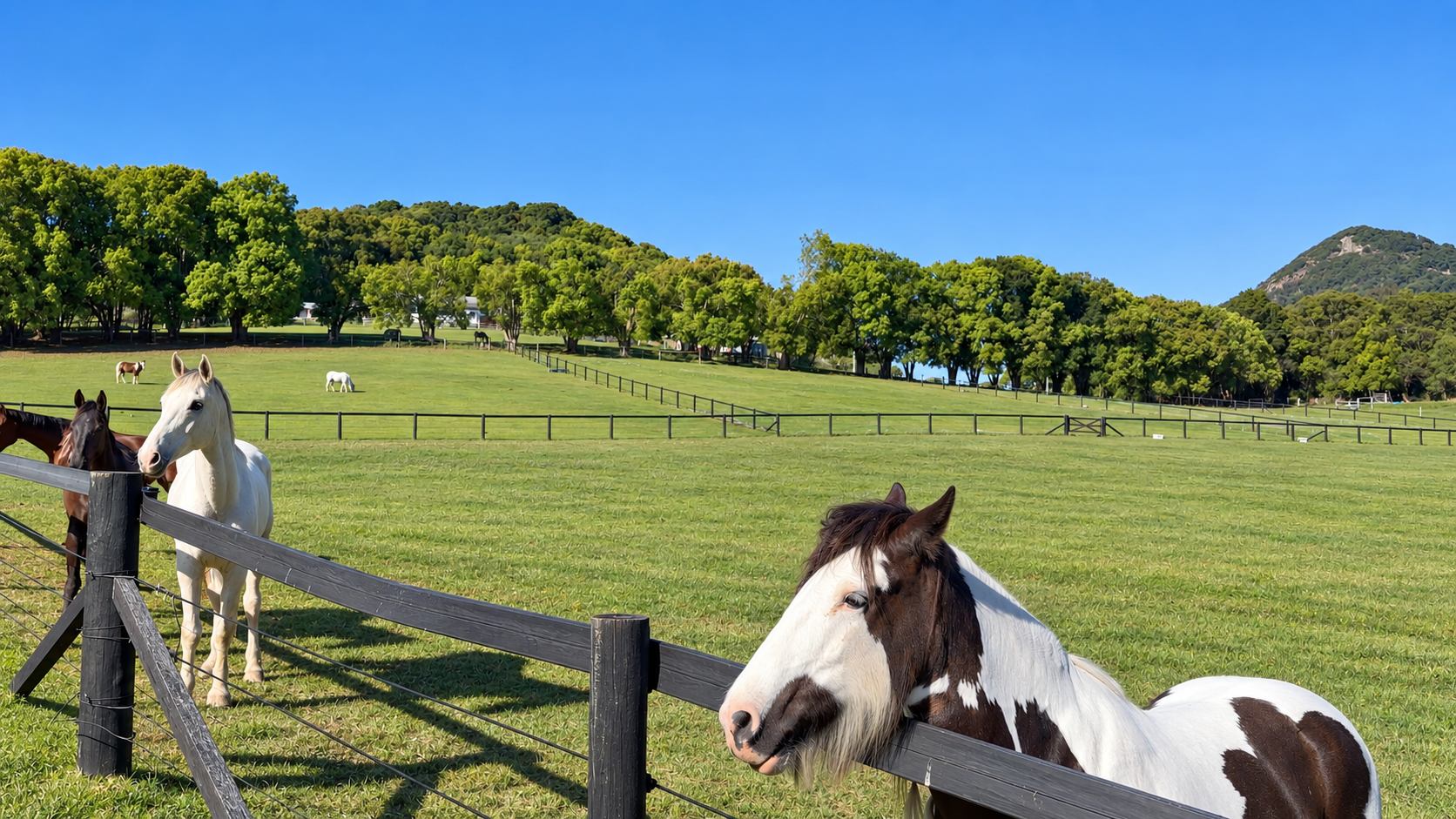 Luxury Equestrian Estate Cooroy Mountain Noosa Hinterland-039.png