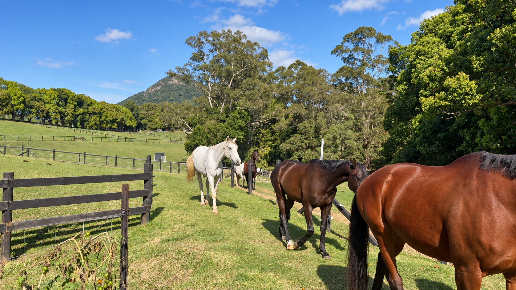 Luxury Equestrian Estate Cooroy Mountain Noosa Hinterland-032.png