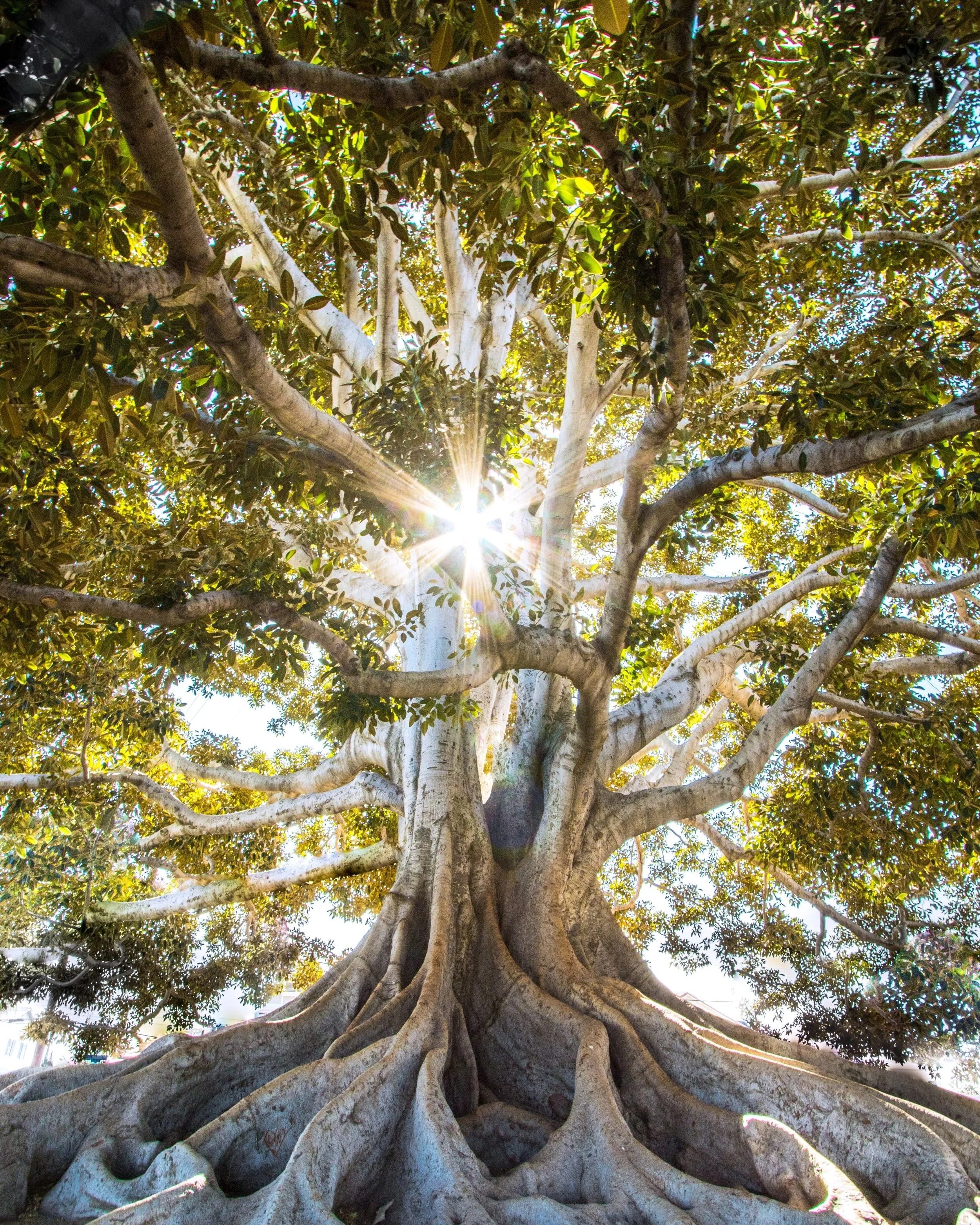 Reiki I & II Training