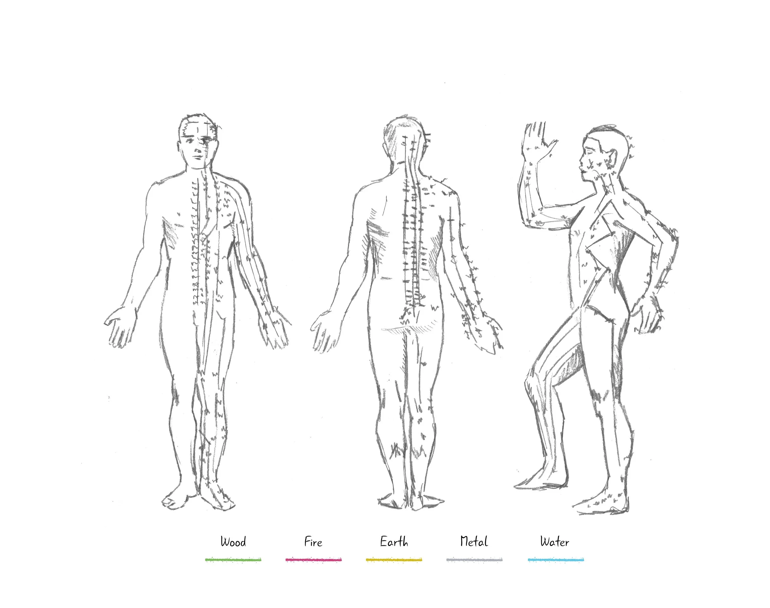 Ageless Pathways Level I: The 12 Meridians