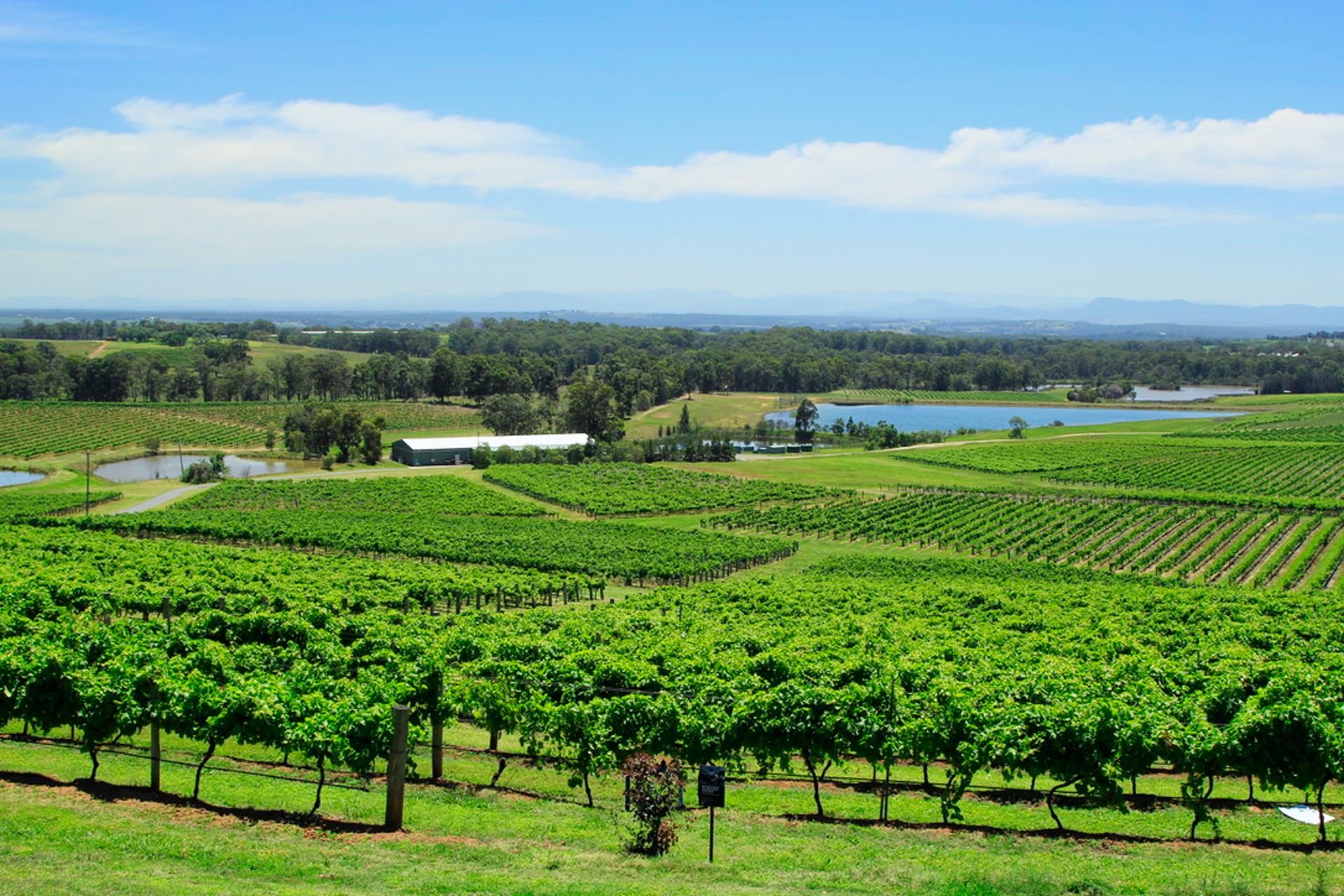 Top 5 Underrated Riesling Regions You Need to Know About