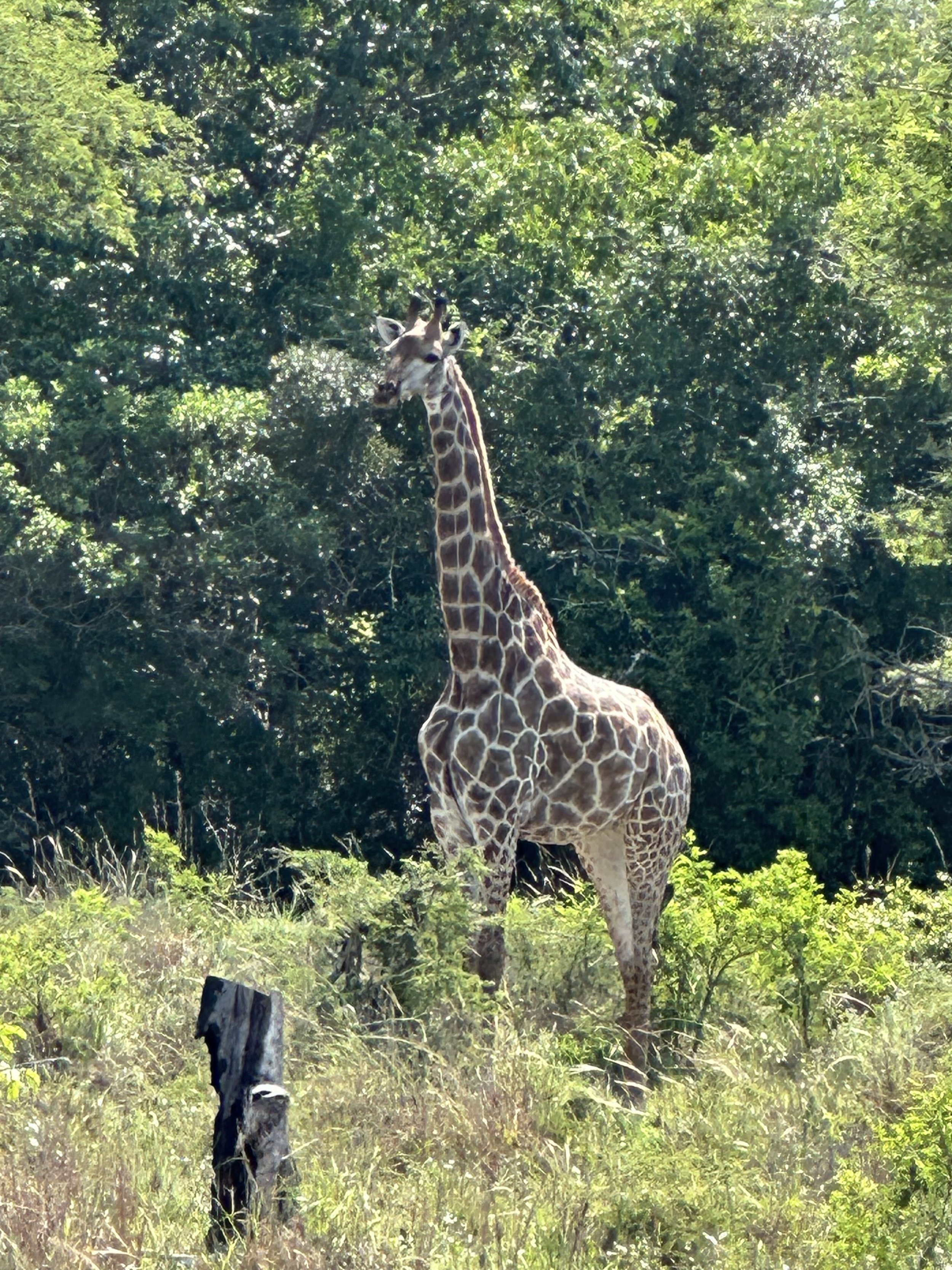 Reserva Especial de Maputo, Mozambique