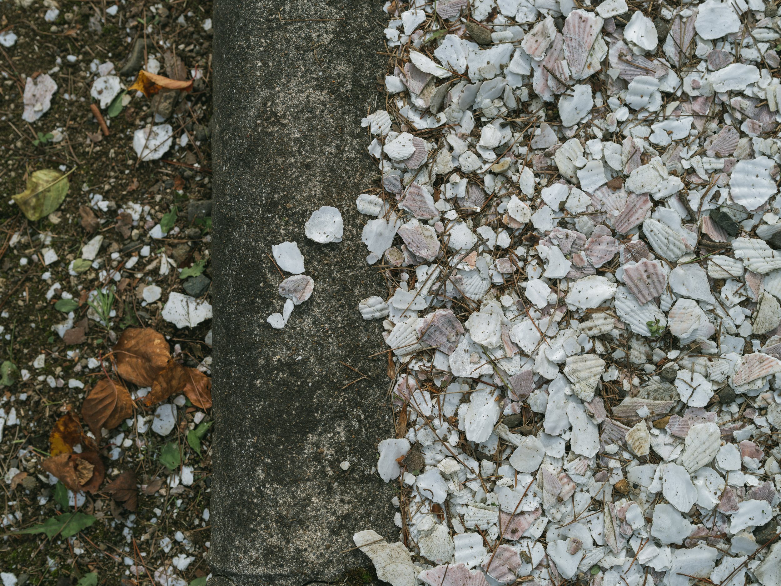 DSCF8319.jpg