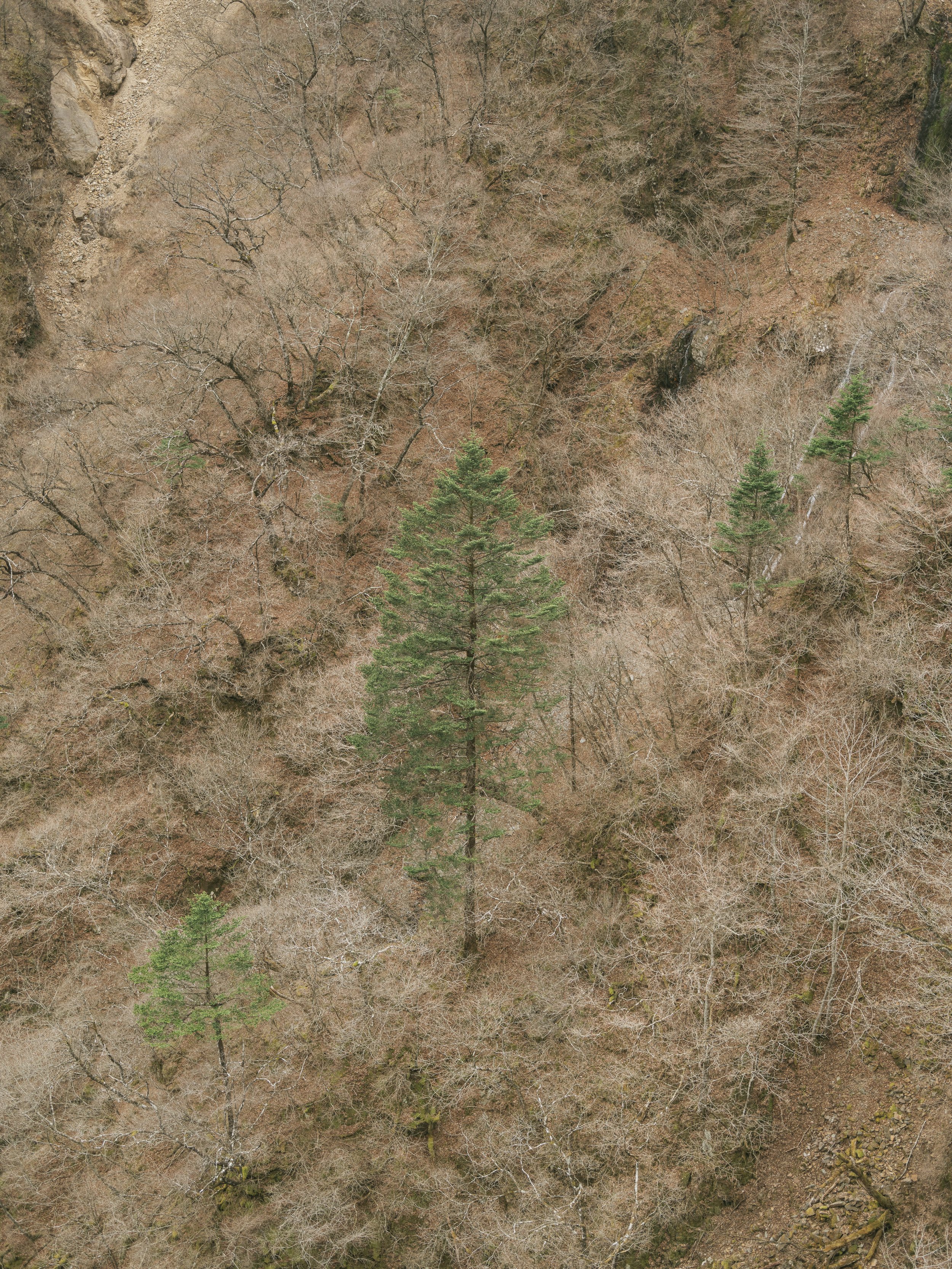 A pin tree stands on a cliff near Kegon falls on March 06, 2023 in Nikko, Japan.