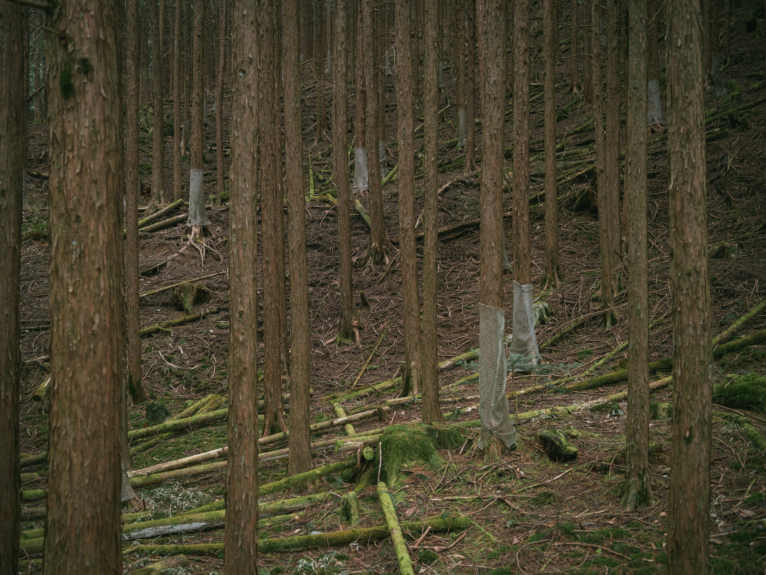 Forest around Takinoo shrine on March 06, 2023 in Nikko, Japan.