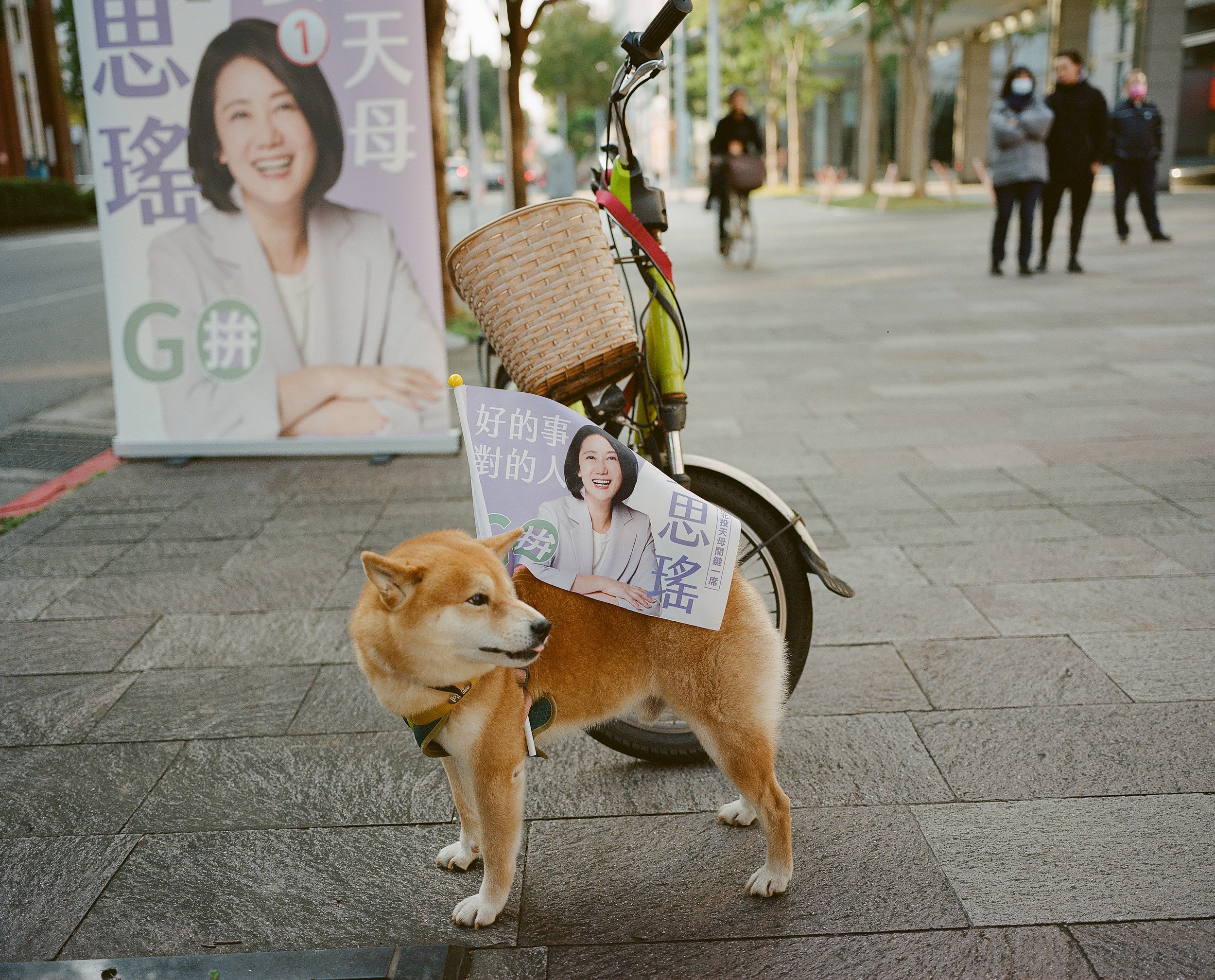 Inu shiba and flag - January, 2024.