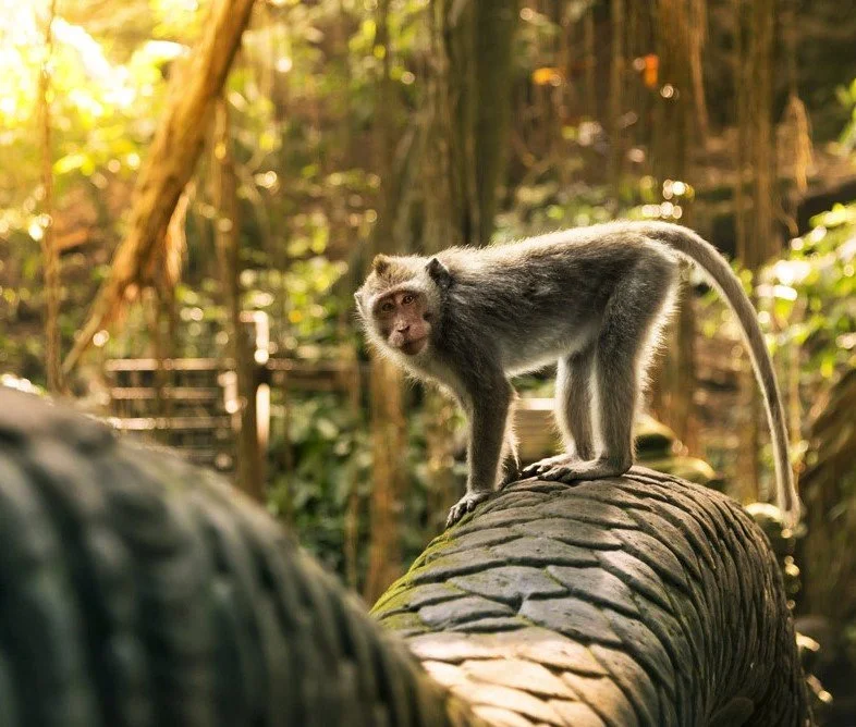 1Monkey-Forest Bali Comfy Trips.jpg