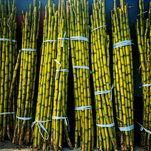 Blog Did you Know? Sugarcane Major Export Kevin Blair Rushton