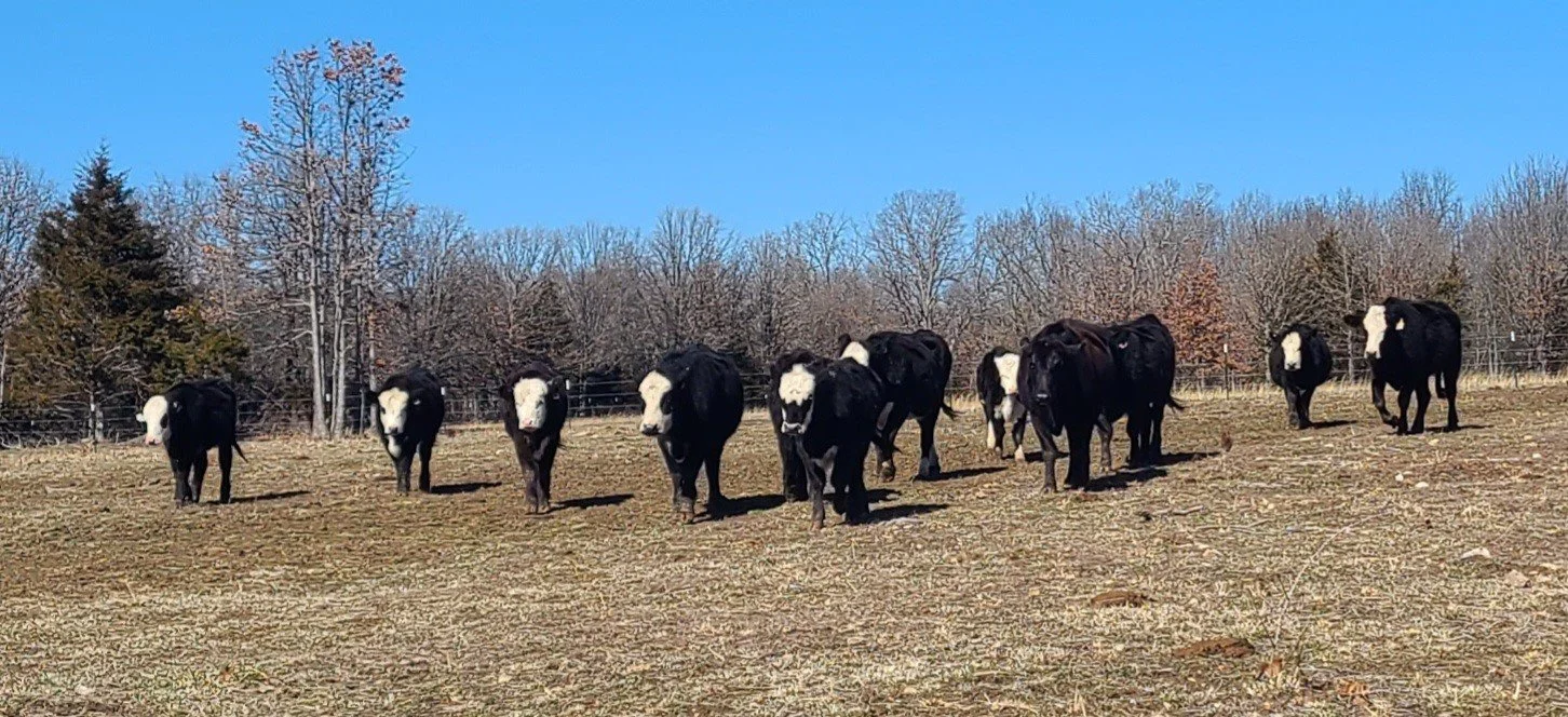 HERD PIC FOR HOME2.jpg