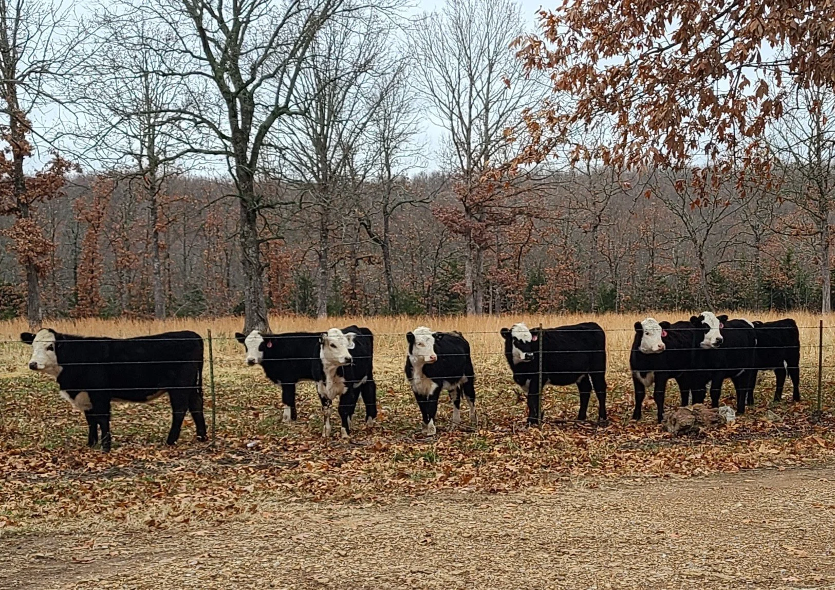 HEIFERS 2.jpg