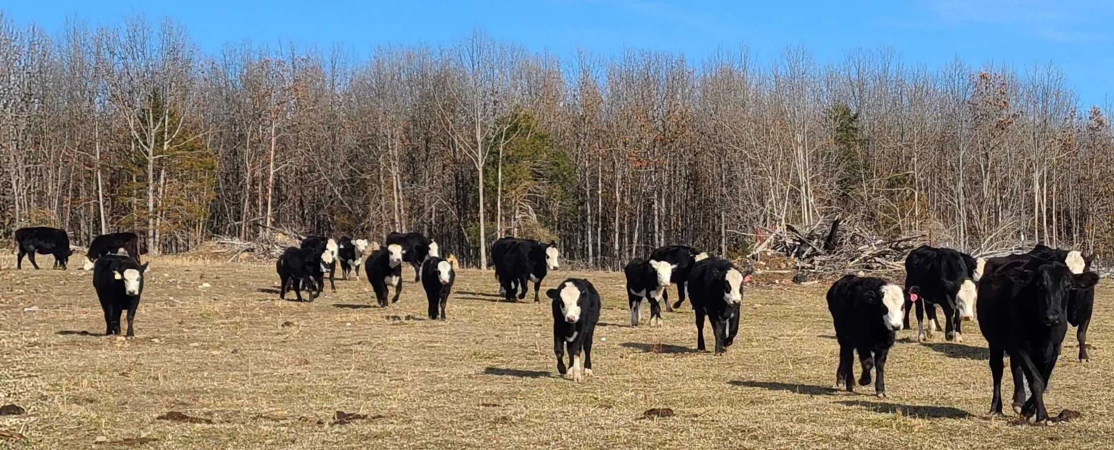 HERD PIC FOR HOME.jpg