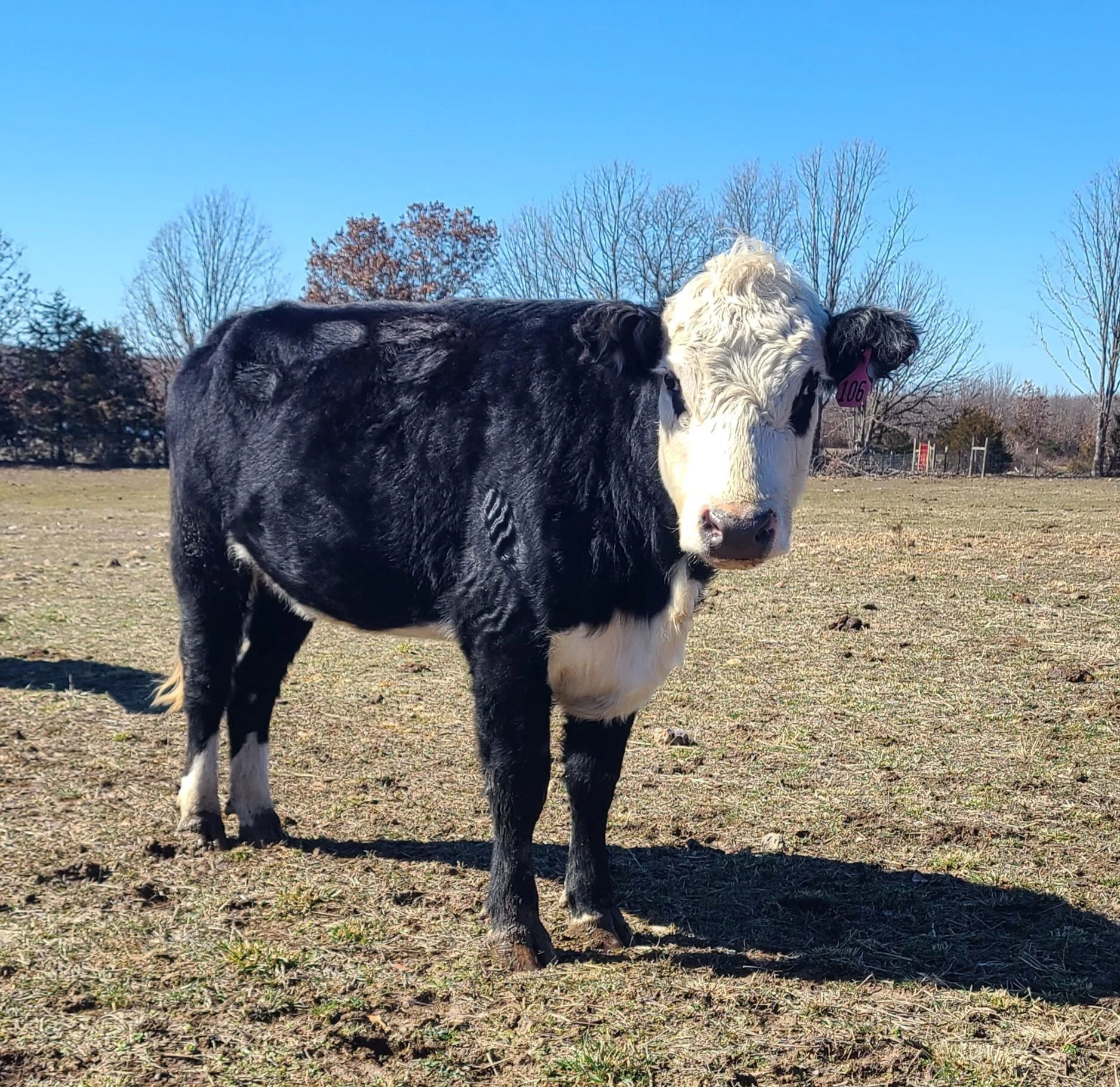 JACKS TEMPTRESS2.jpg