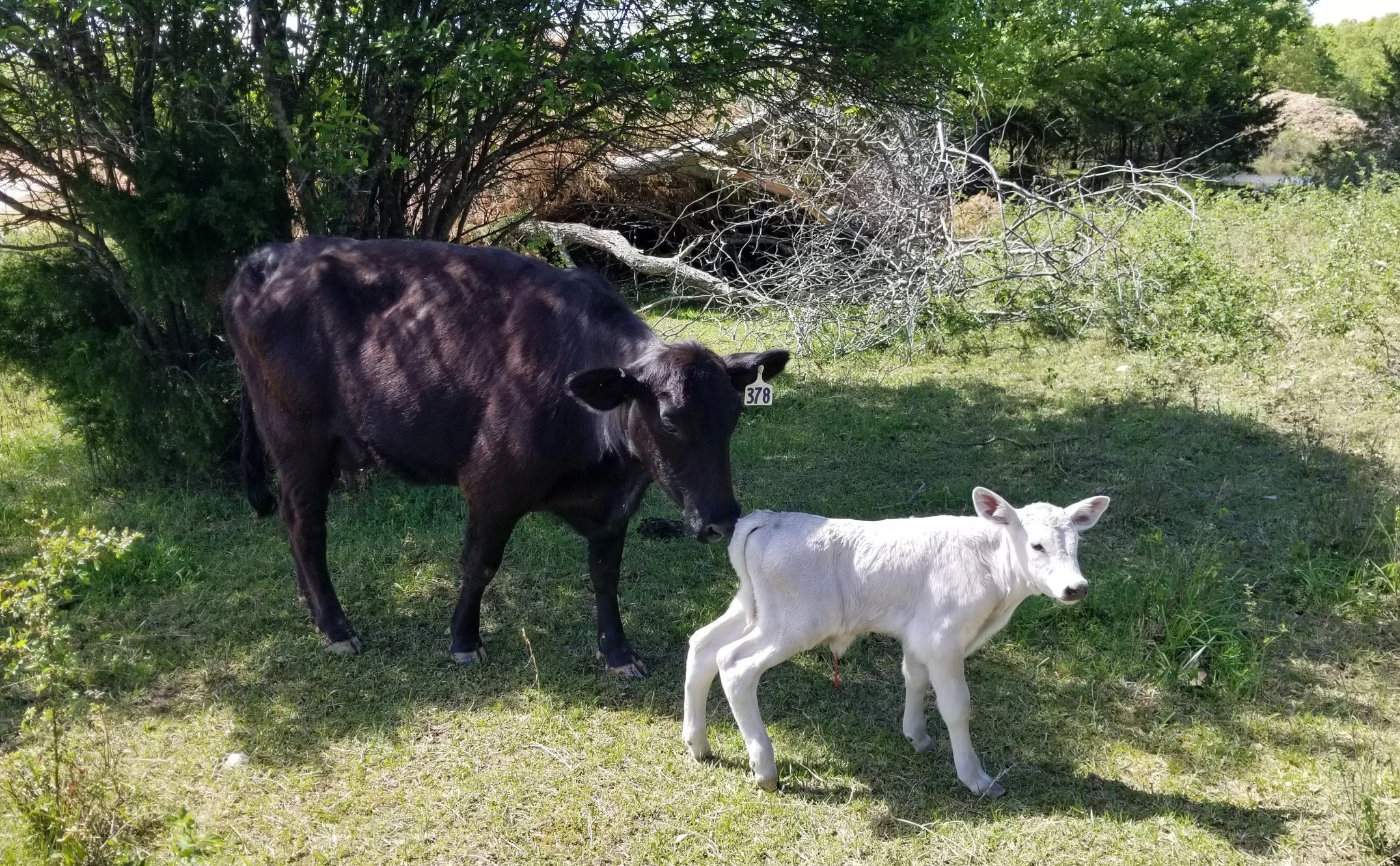 BRAHMMY N ARCHIE.jpg