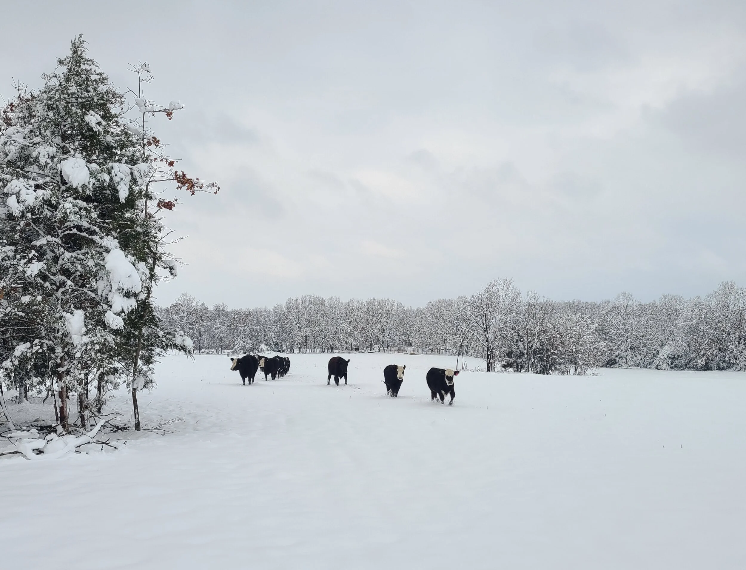 SNOWY COWS.jpg