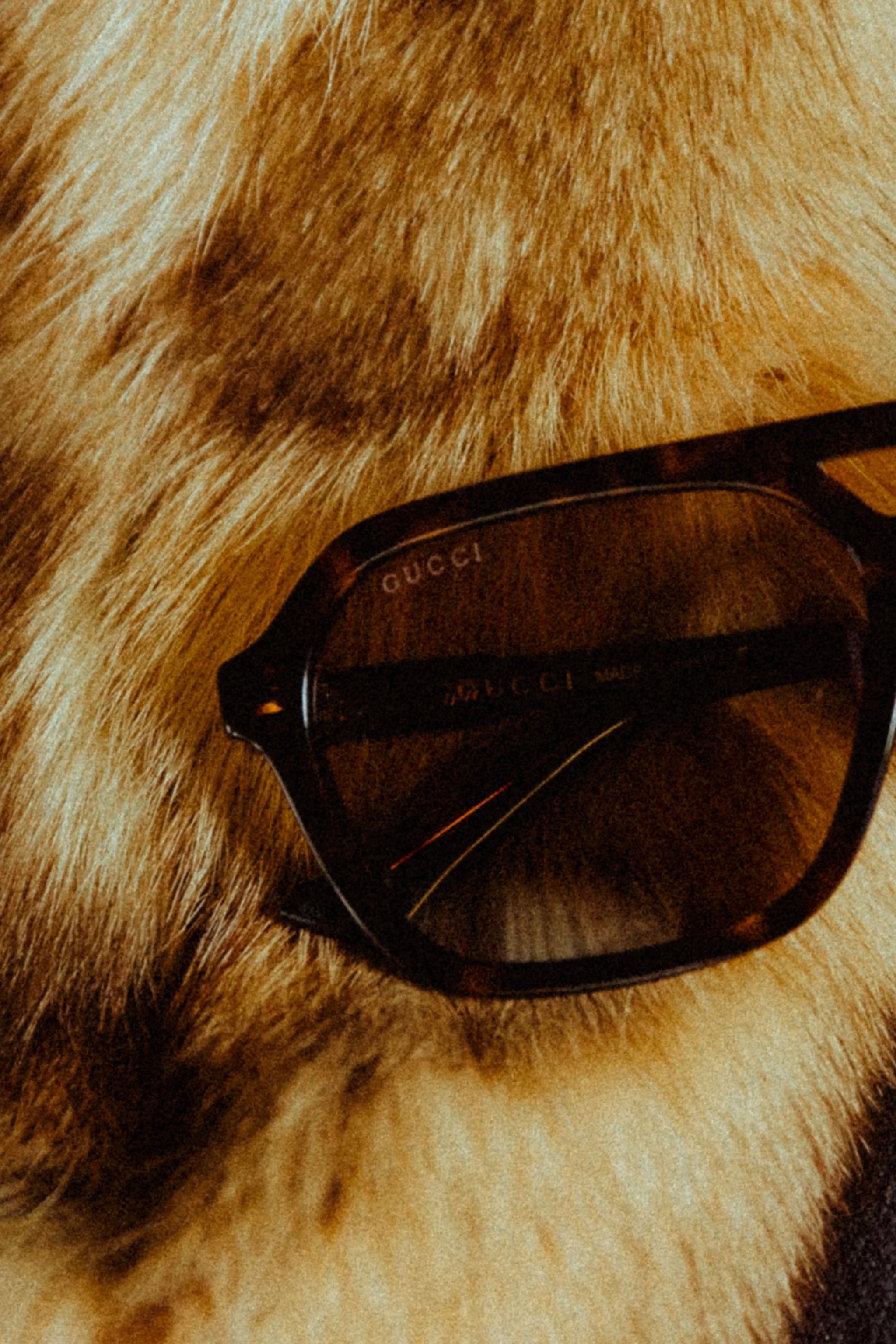 Close-up of a dog with light brown fur wearing black Gucci sunglasses.
