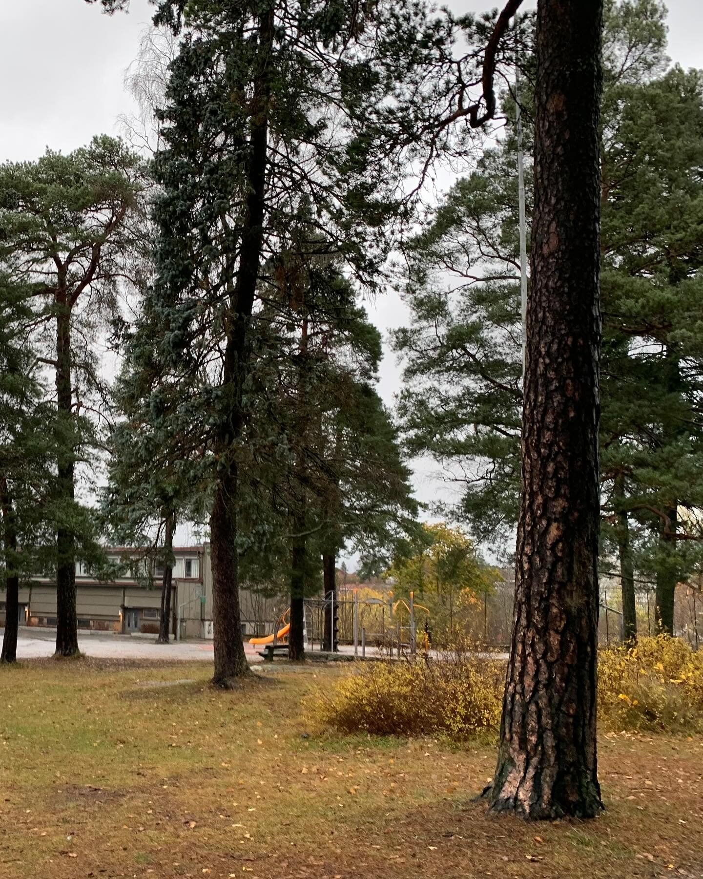 N&aring; reiser nye Nordstrand ungdomsskole seg! Vi har bevart en liten rest av marka sentralt i skoleg&aring;rden, med gamle furutr&aelig;r, gylden skogbunn og en gangsti som forbinder skoleg&aring;rden med tilst&oslash;tende friomr&aring;der. 

I s