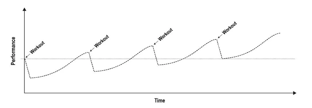 Vergelijking van trainingsfrequentie: 1x, 2x en 3x per week en het effect op spiergroei.