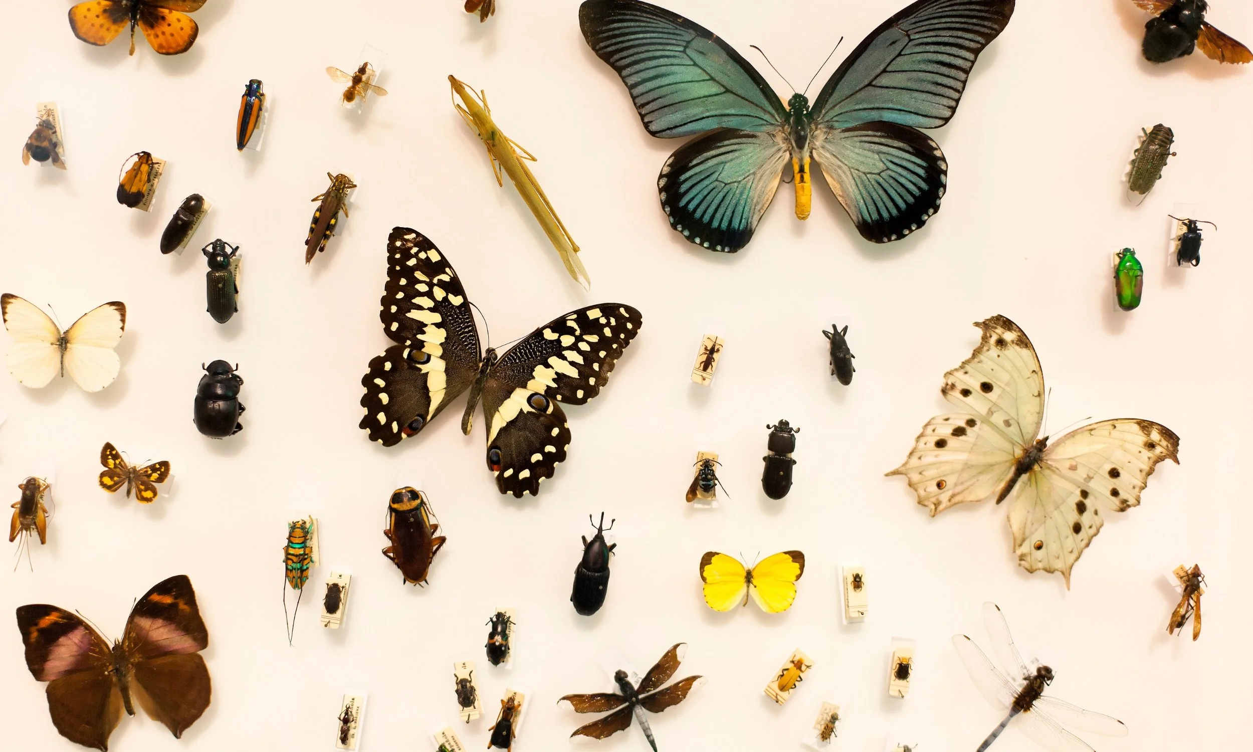 Why My Nonprofit Has No Executive Director
