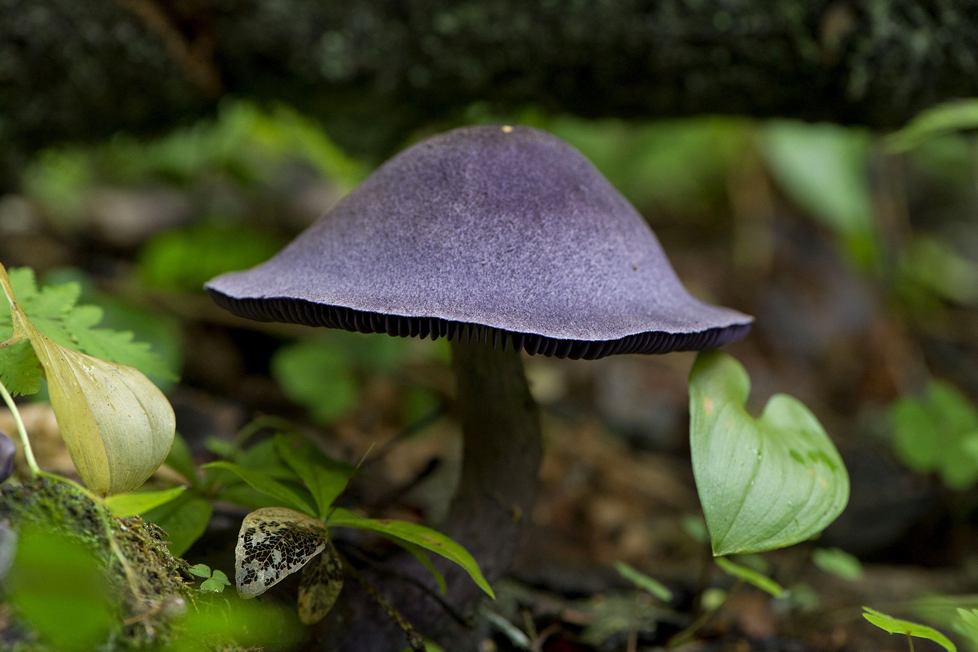 "Kübar" Lilla vöödik.  Cortinarius violaceus. Paunküla, Eesti. 2019