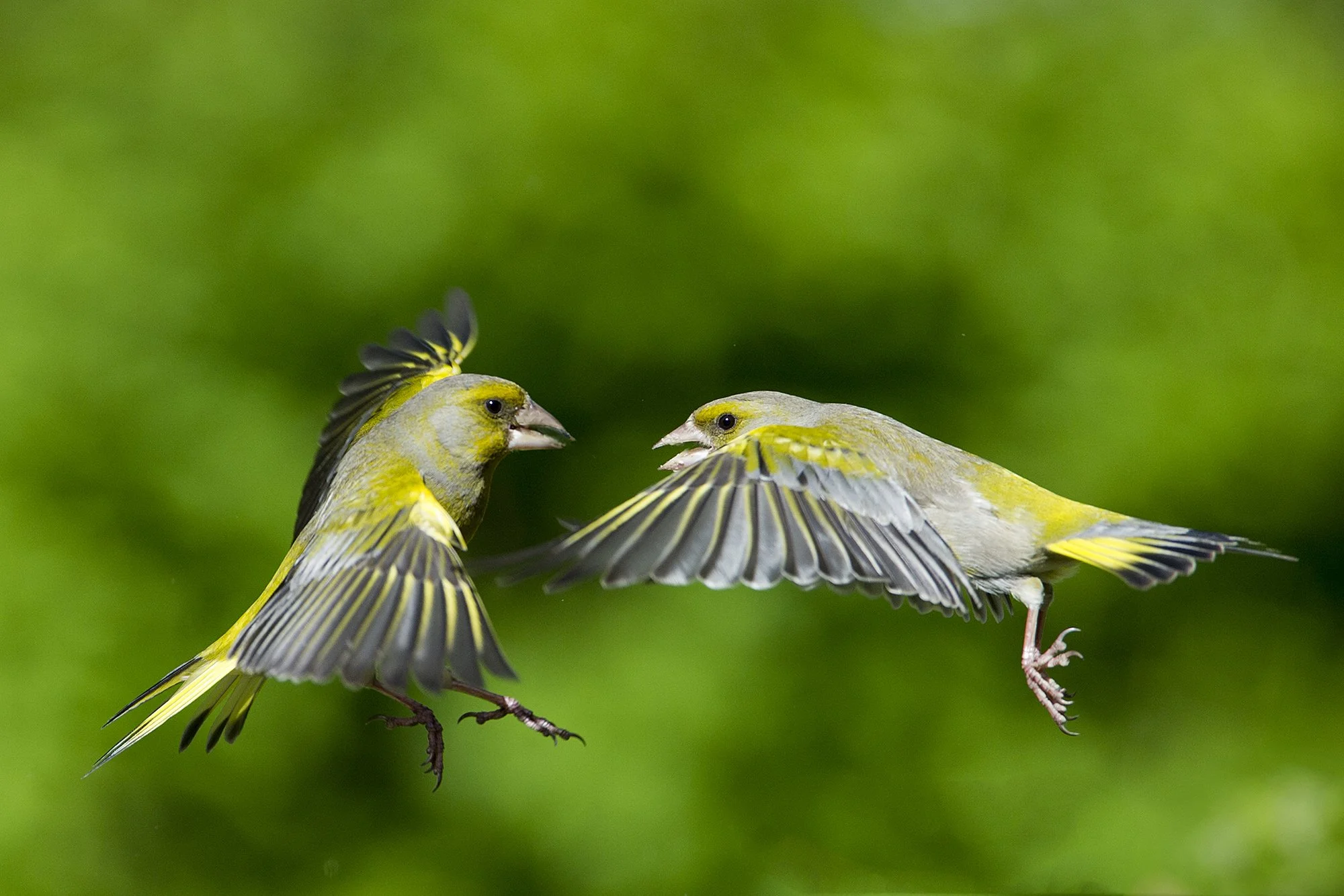 "Õhulahing" Rohevindid. Carduelis chloris. Harjumaa, Eesti. 2016