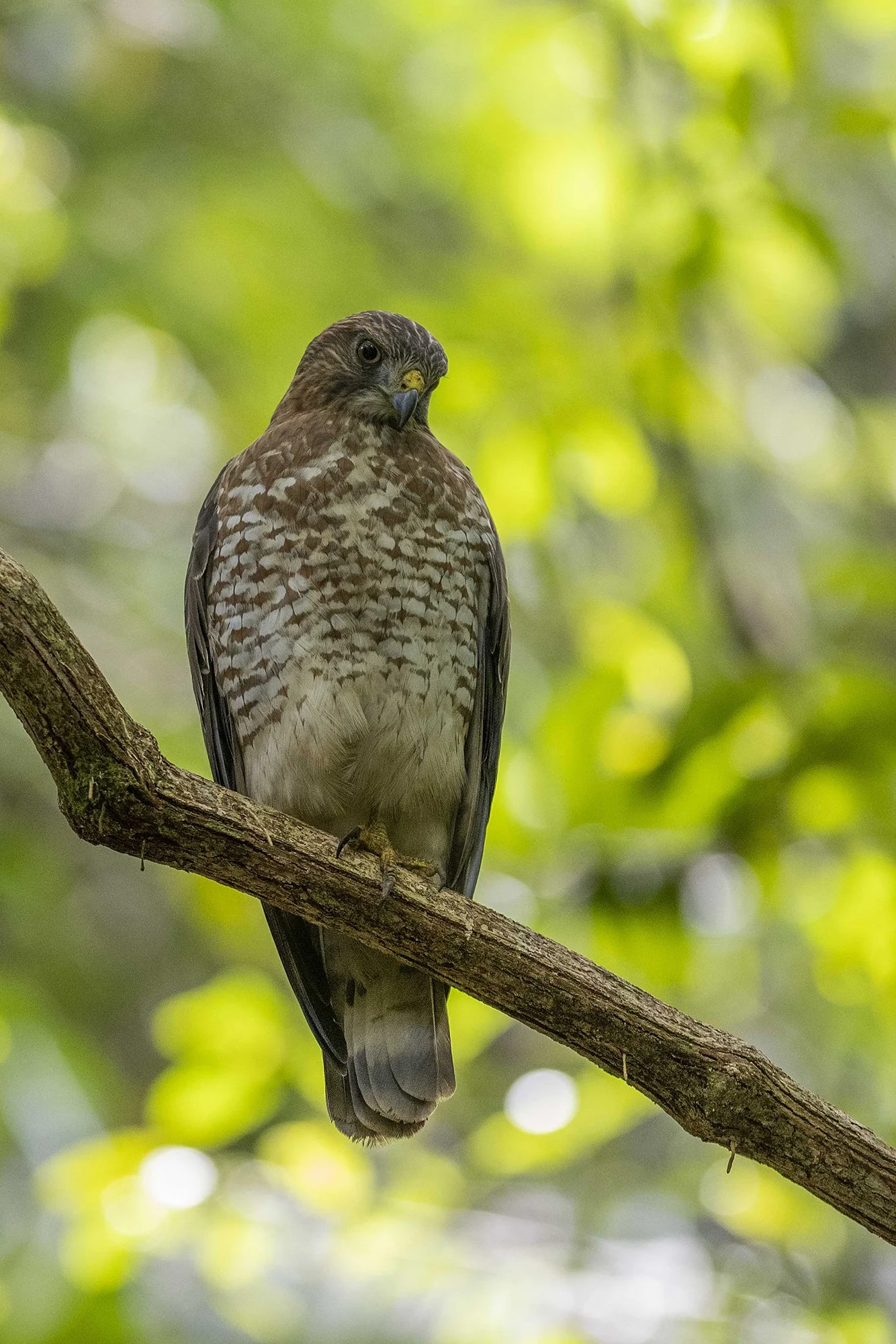 "Viu 1" . Väikeviu. Rupornis magnirostris. Costa Rica. 2021