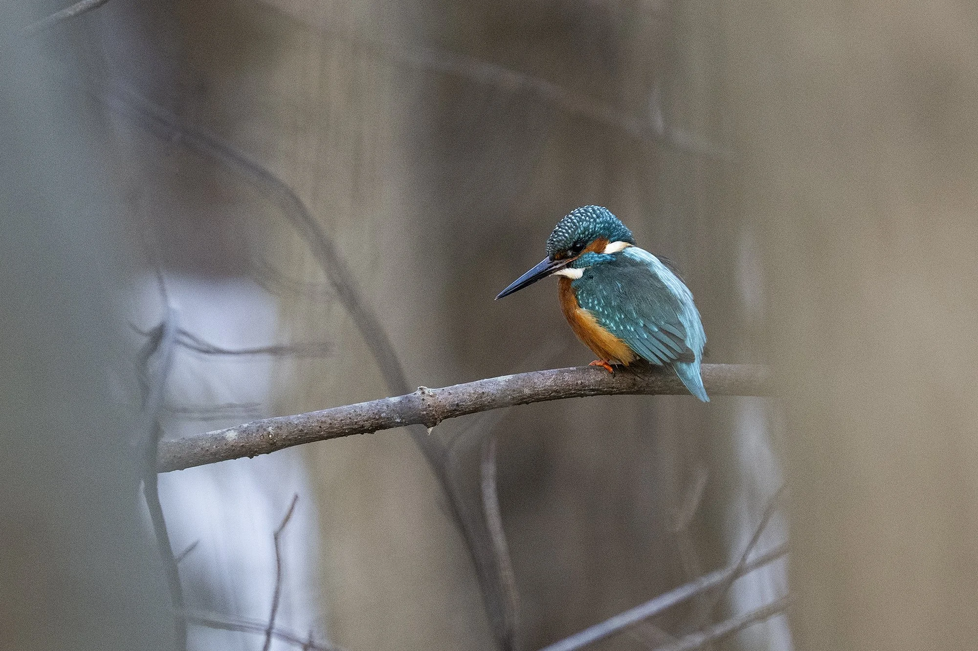 Jäälind. Alcedo atthis. Mustjõel 2023