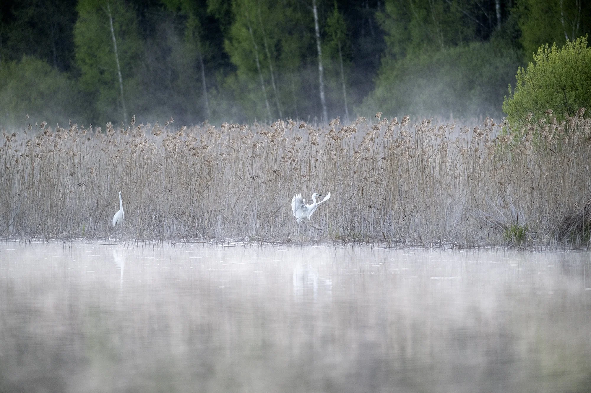 Hommik Värska lahel. Põlvamaa 2024