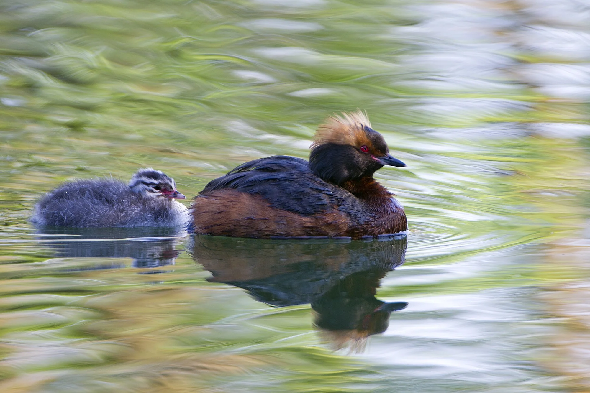 "Ema järel" Sarvikpütid. Podiceps auritus. Läänemaa, Eesti. 2021