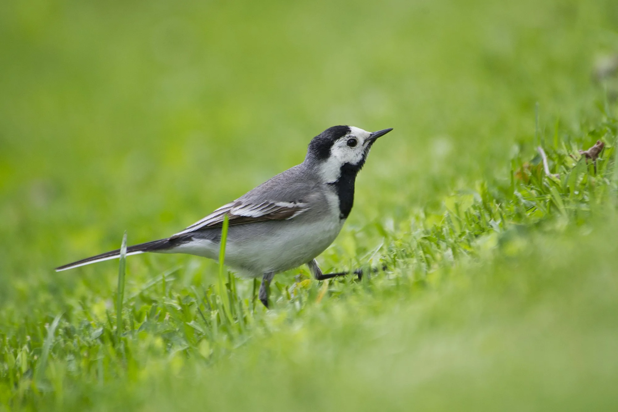 "Rohelisel vaibal" Rasvatihane. Motacilla alba. Jäneda. Eesti. 2020