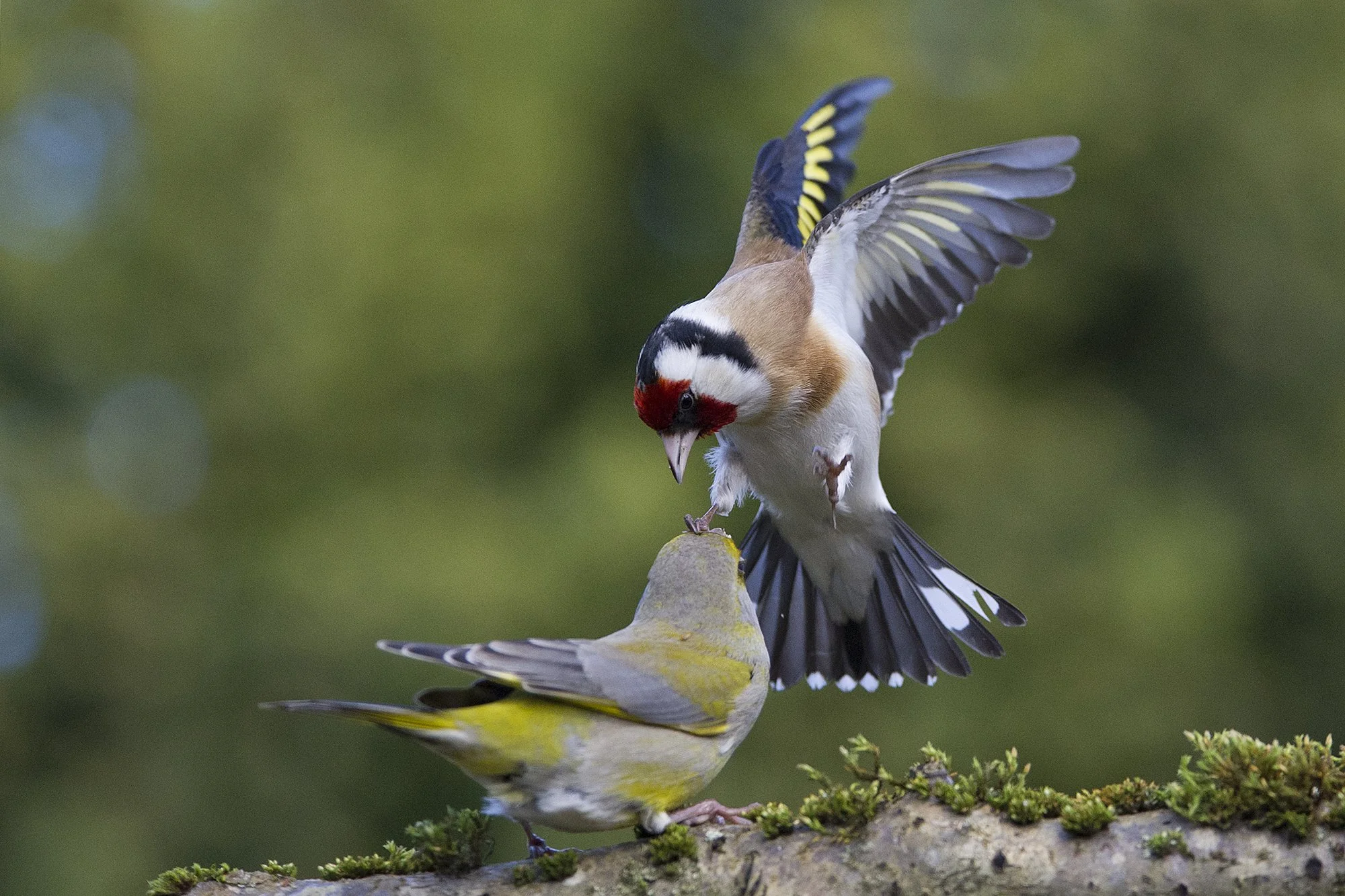 "Käpaga pähe" Ohakalind Carduelis carduelis ründamas rohevinti Chloris chloris toidupala pärast. Kadriorg, Eesti. 2020