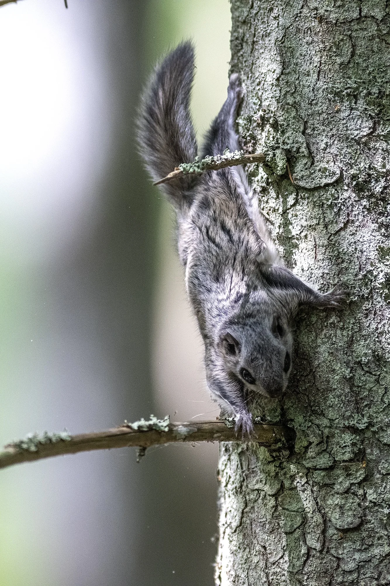 "Kahe oksa vahel" Lendorav (Pteromys volans) Alutaguse 2023