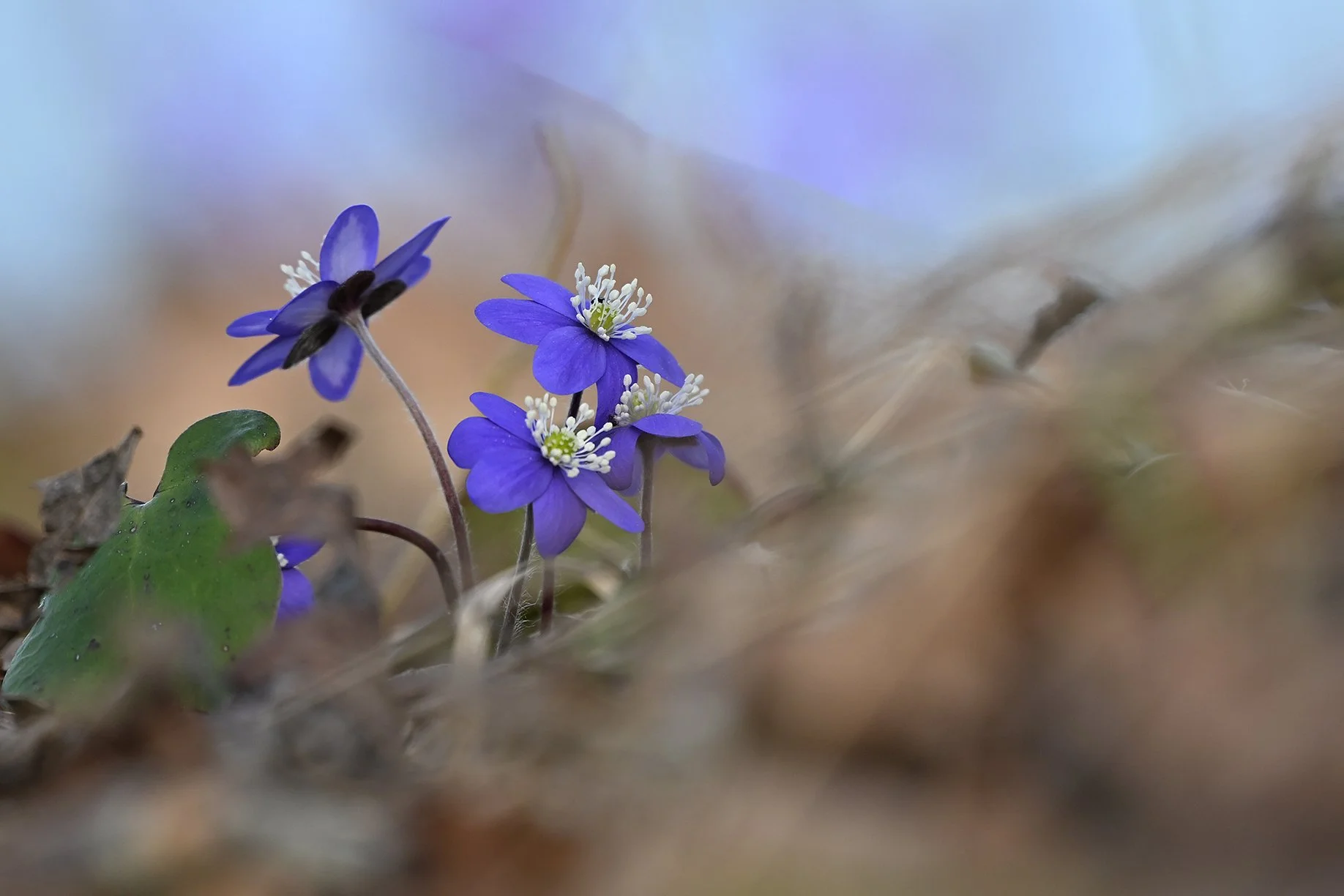 Sinililled. (Hepatica nobilis) Harjumaa 2025